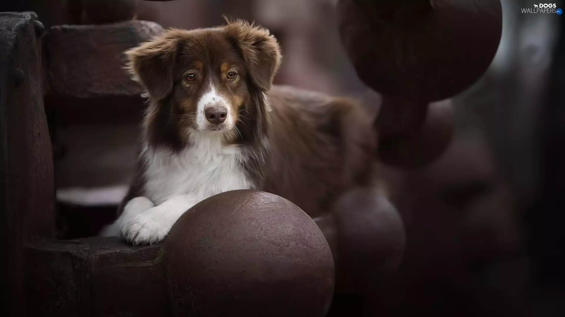 Orbs, dog, Australian Shepherd