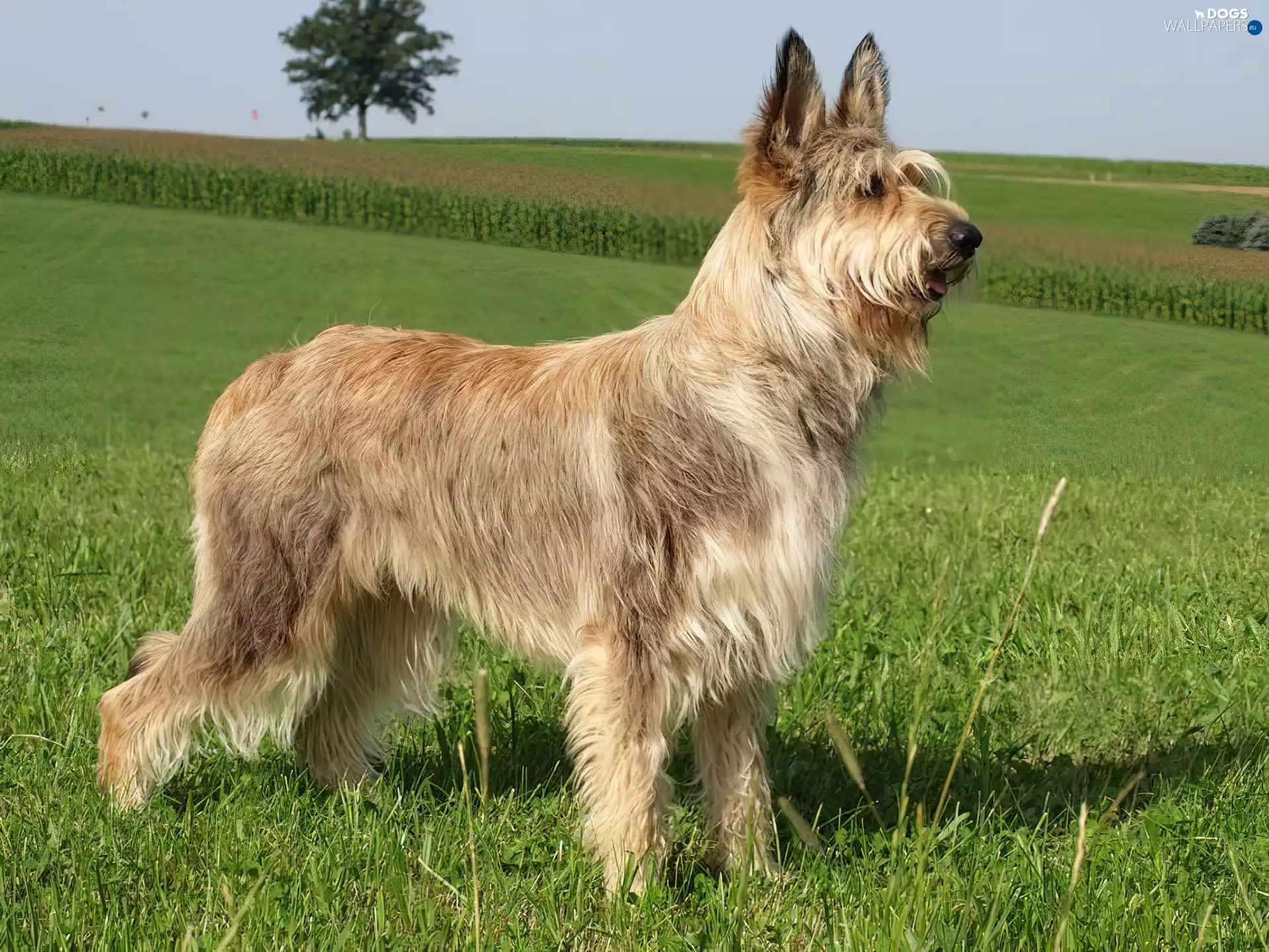 Berger Picard, Picardy Shepherd, Berger de Picardie