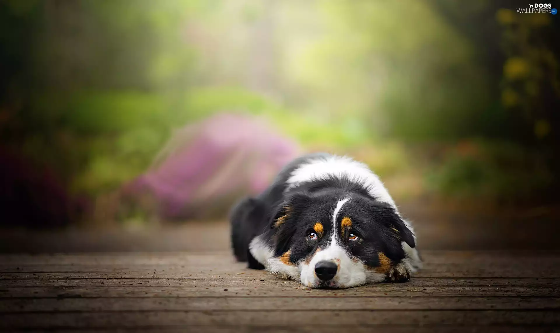 podium, lying, Australian Shepherd
