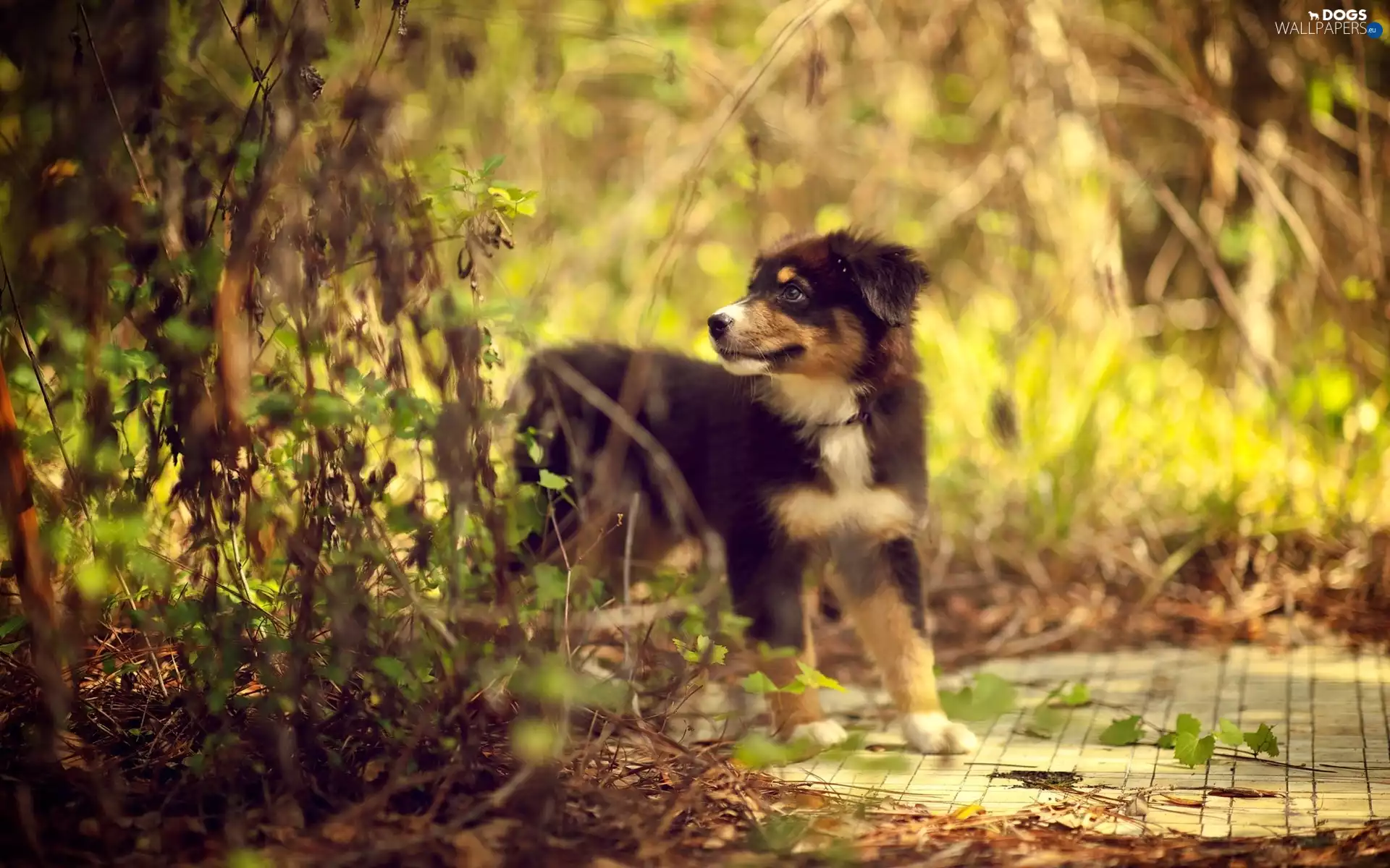 Puppy, Australian, blur, Shepherd