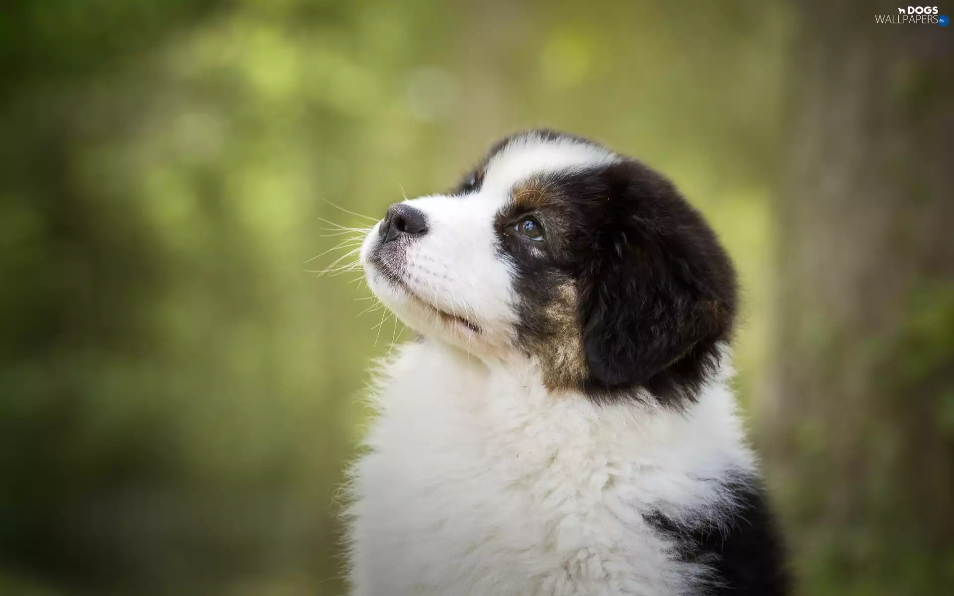 Australian Shepherd, Puppy, Australian Shepherd