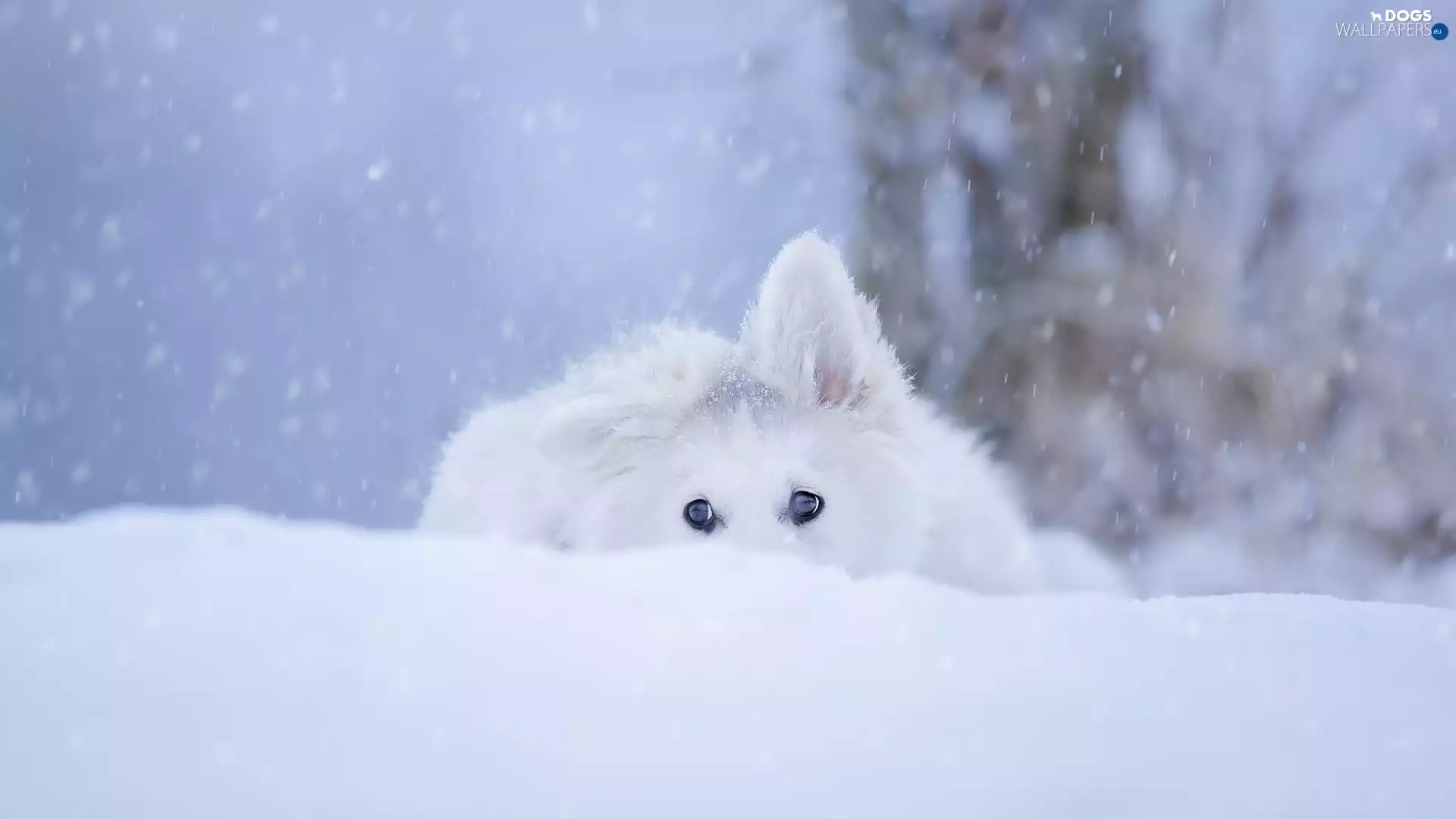 dog, White Swiss Shepherd, snow, Puppy