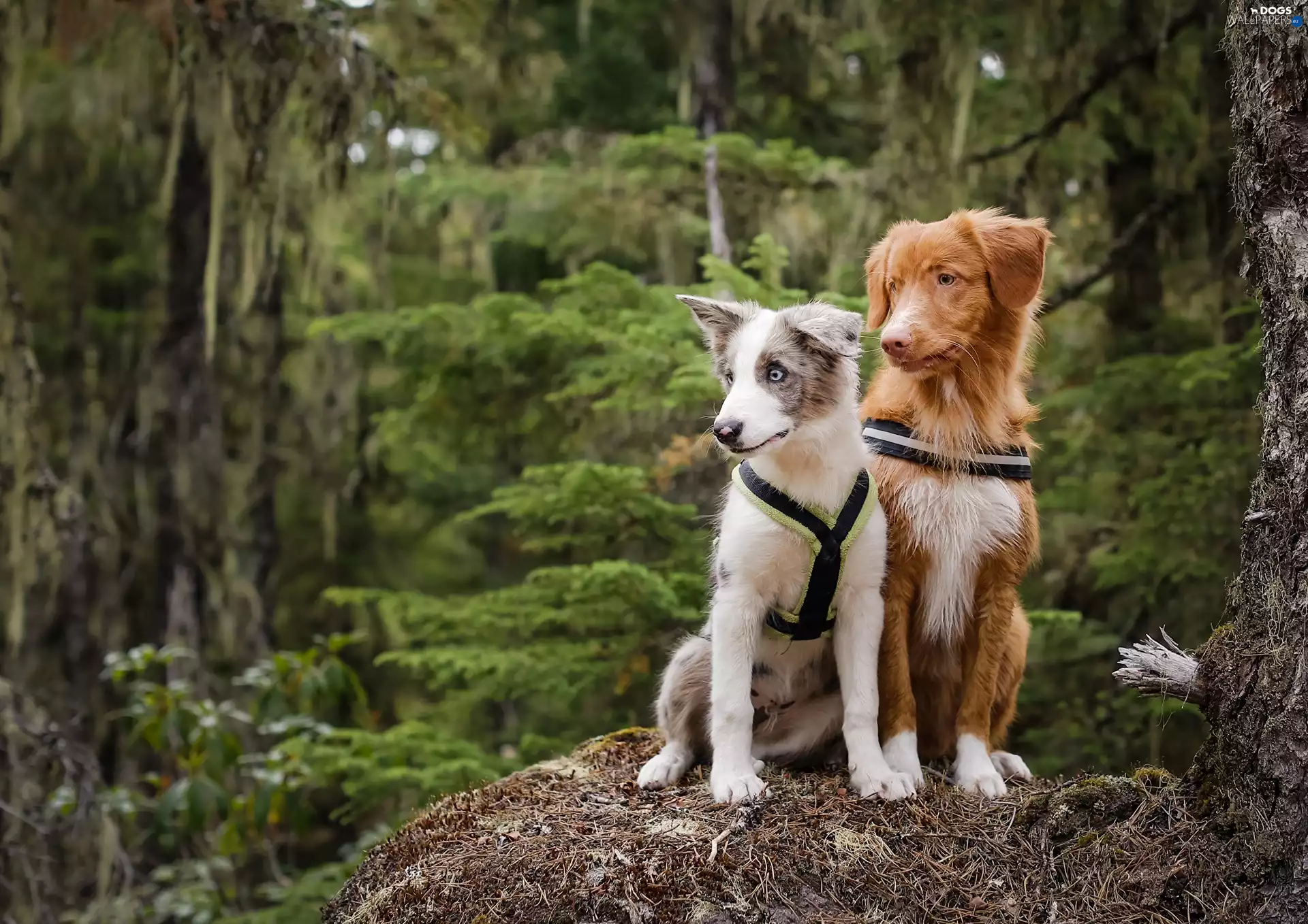 Australian Shepherd, Retriever Nova Scotia