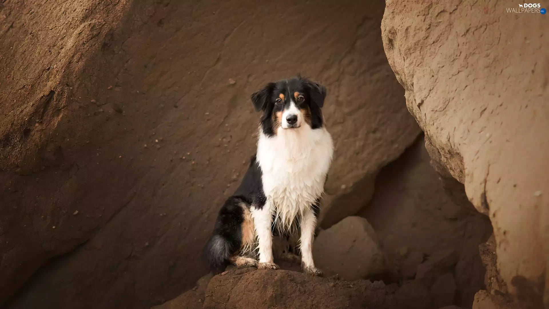 rocks, dog, Australian Shepherd