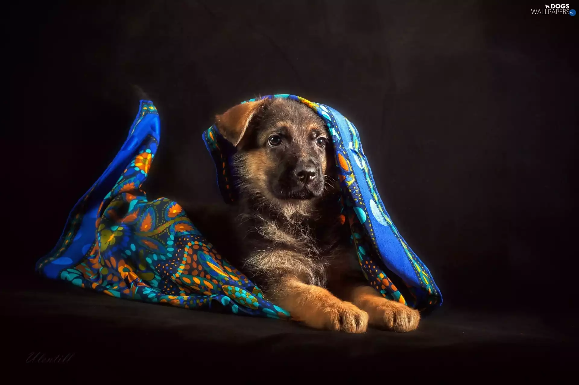 shawl, Puppy, German Shepherd