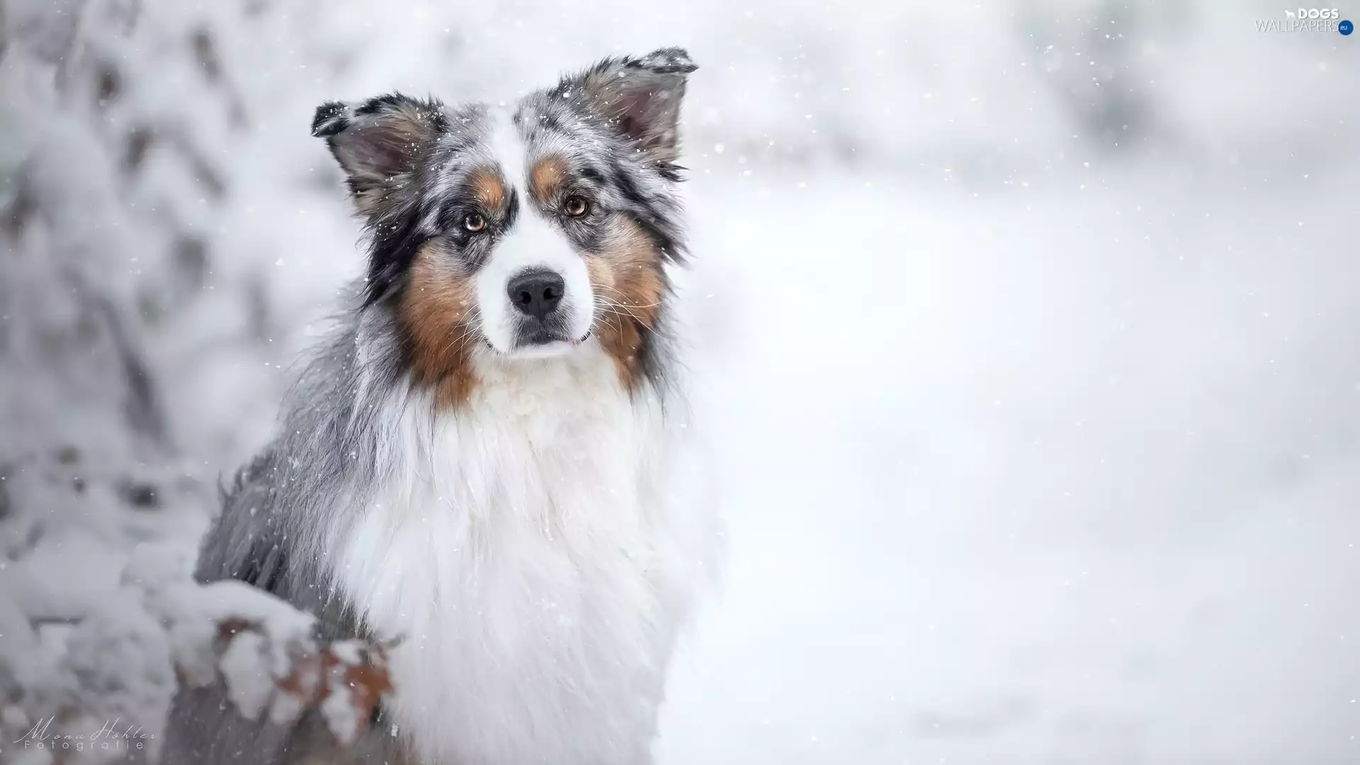 snow, dog, Australian Shepherd