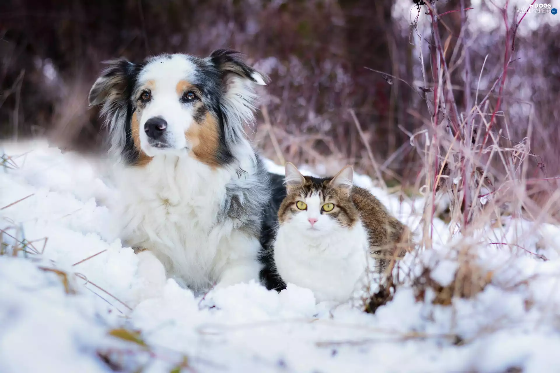Australian Shepherd, snow, grass, cat