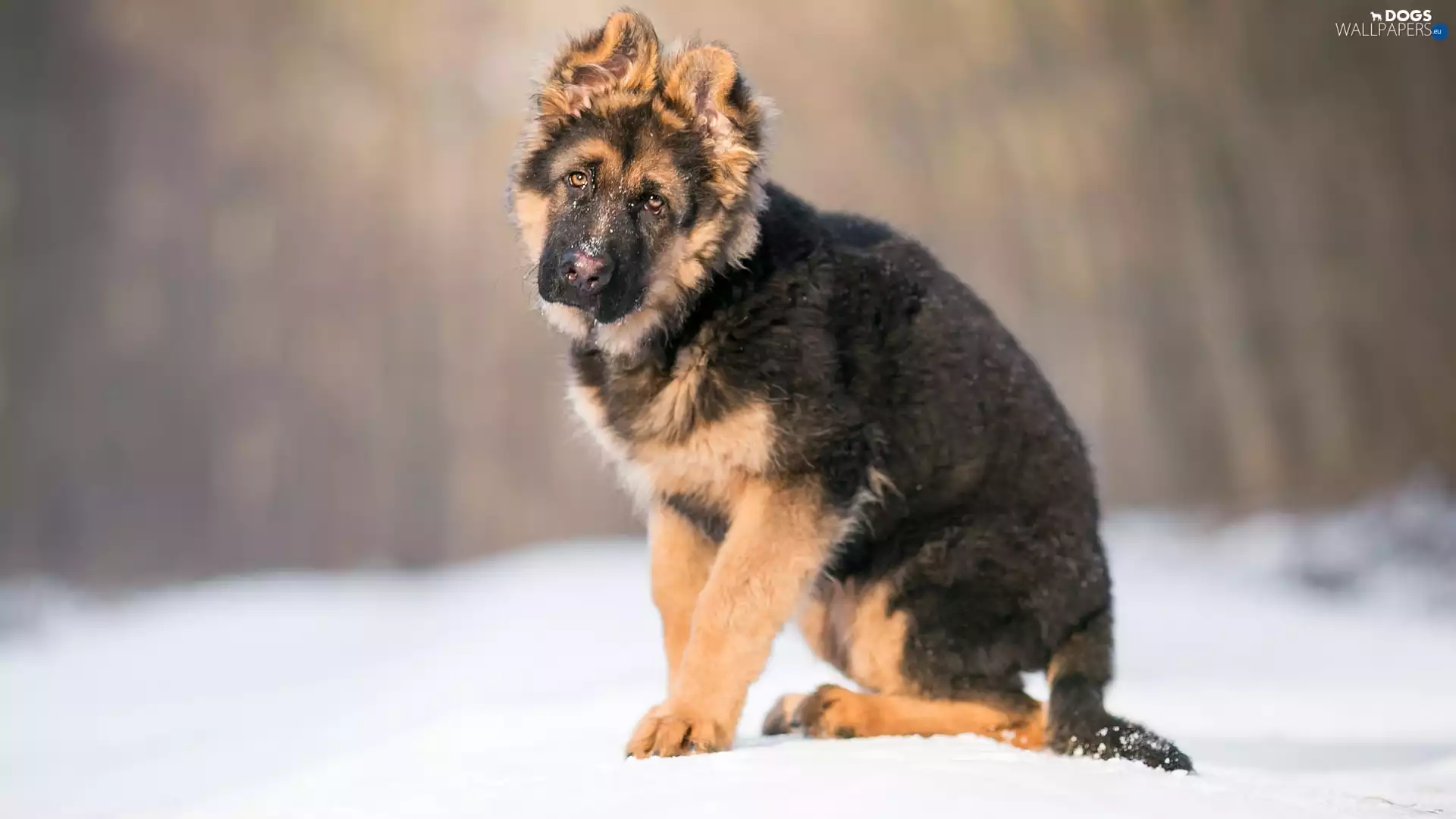 German Shepherd, snow, winter, Puppy