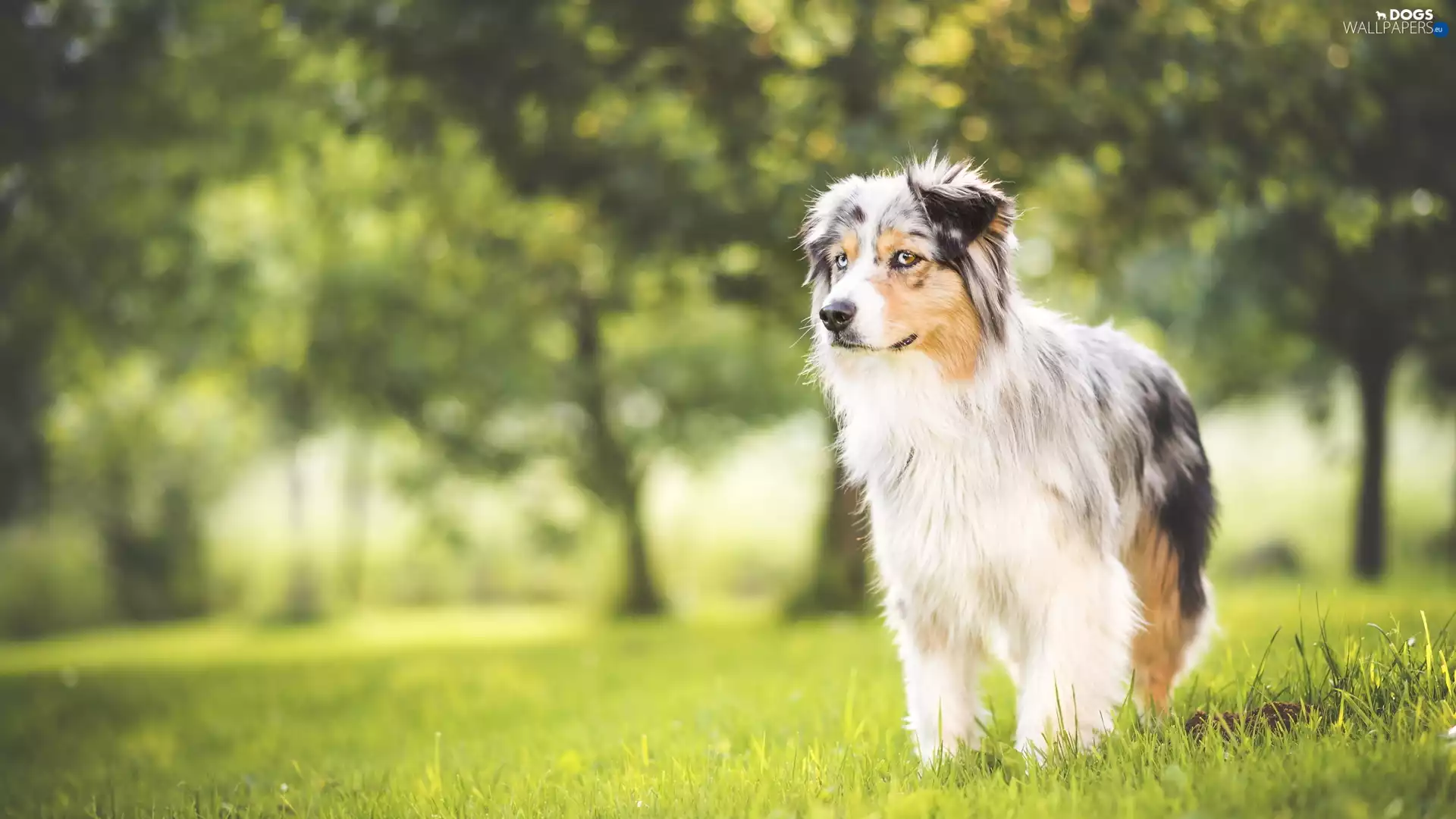 Australian Shepherd, Spring, Australian Shepherd