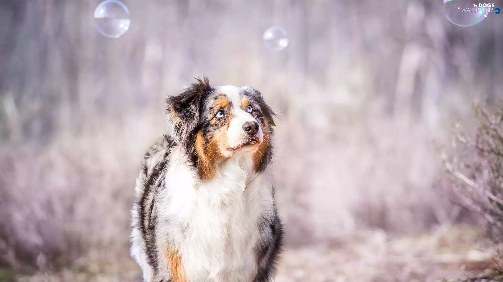 Australian Shepherd, The look, interesting eyes, Australian Shepherd