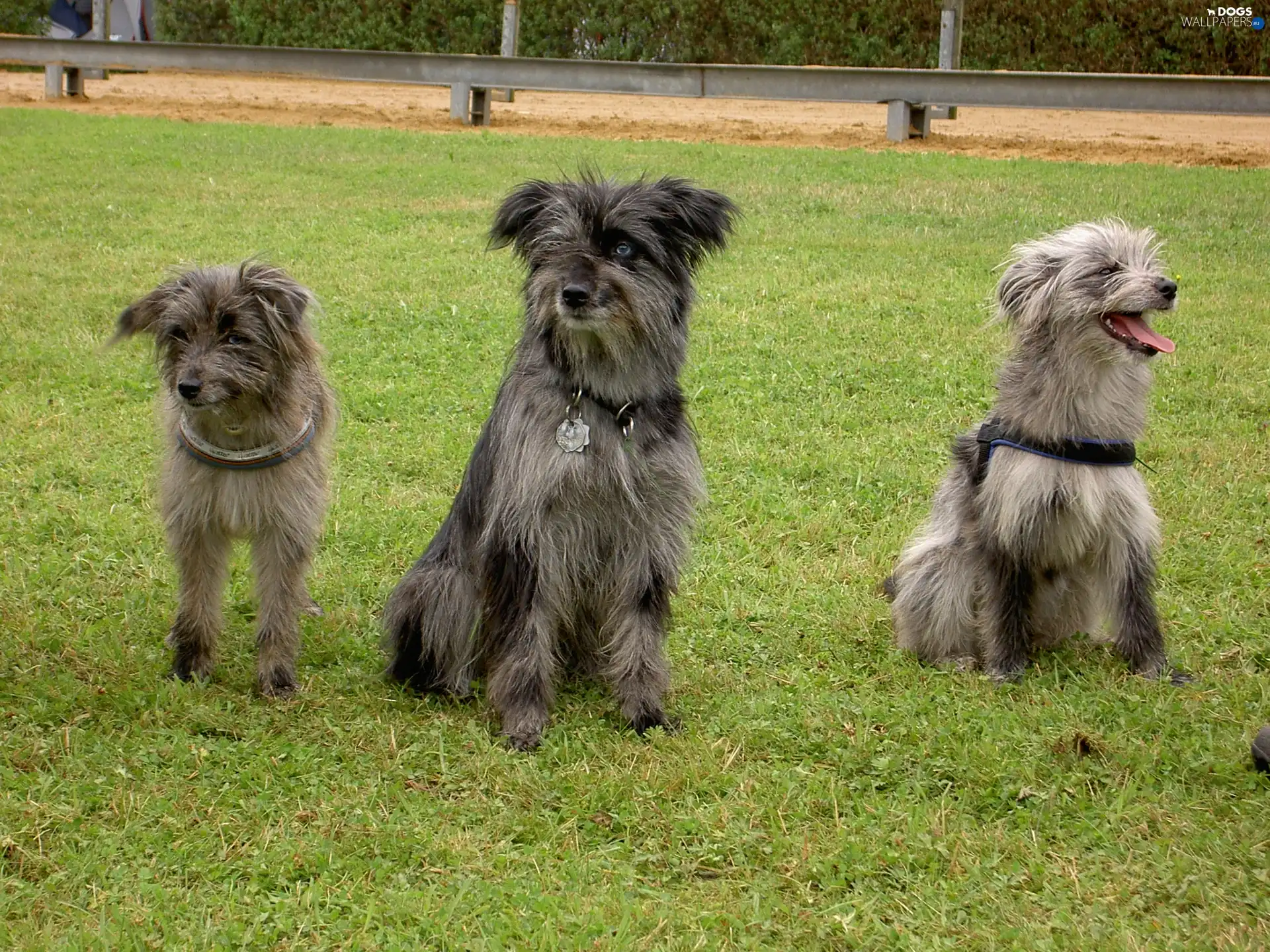 Pyrenean Shepherd, Berger des Pyr?n?es, Three