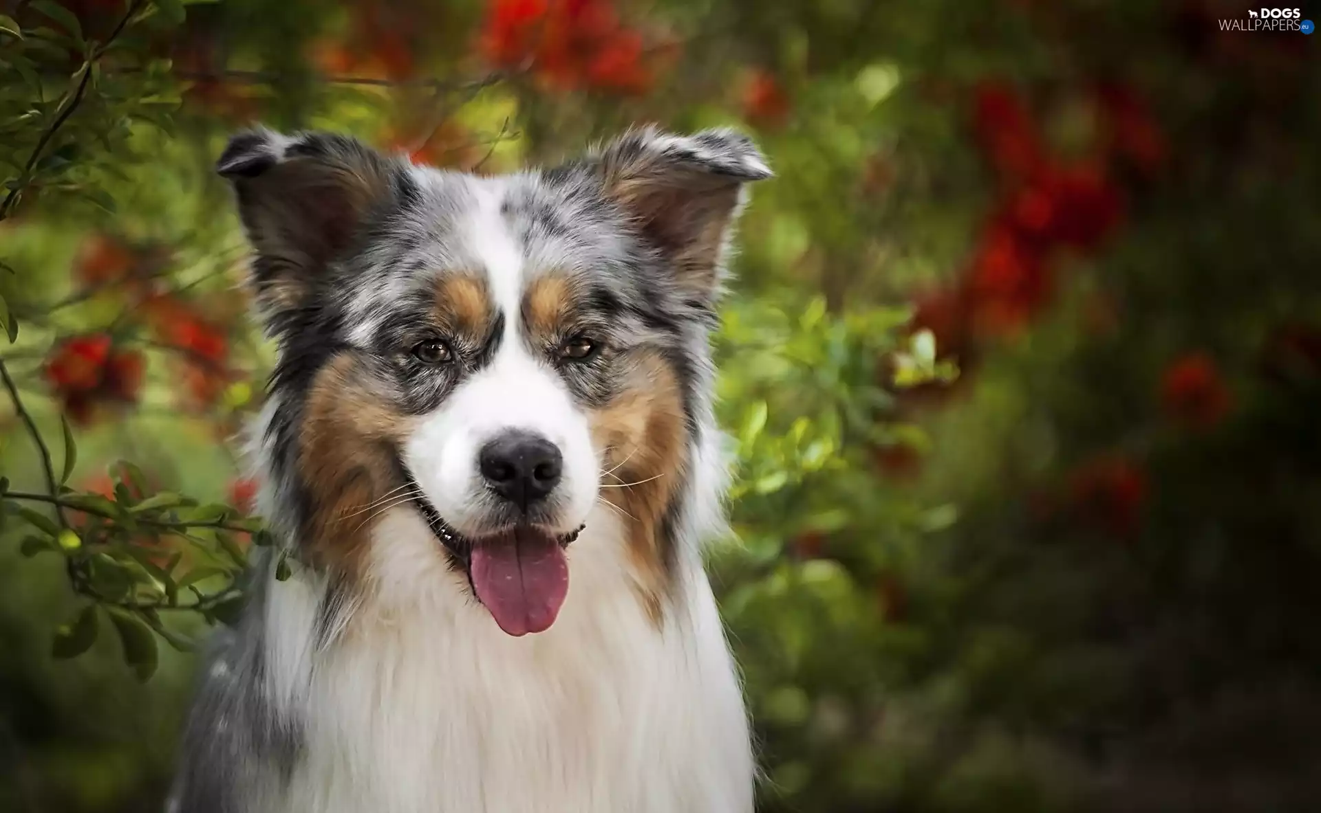 tongue, dog, Australian Shepherd