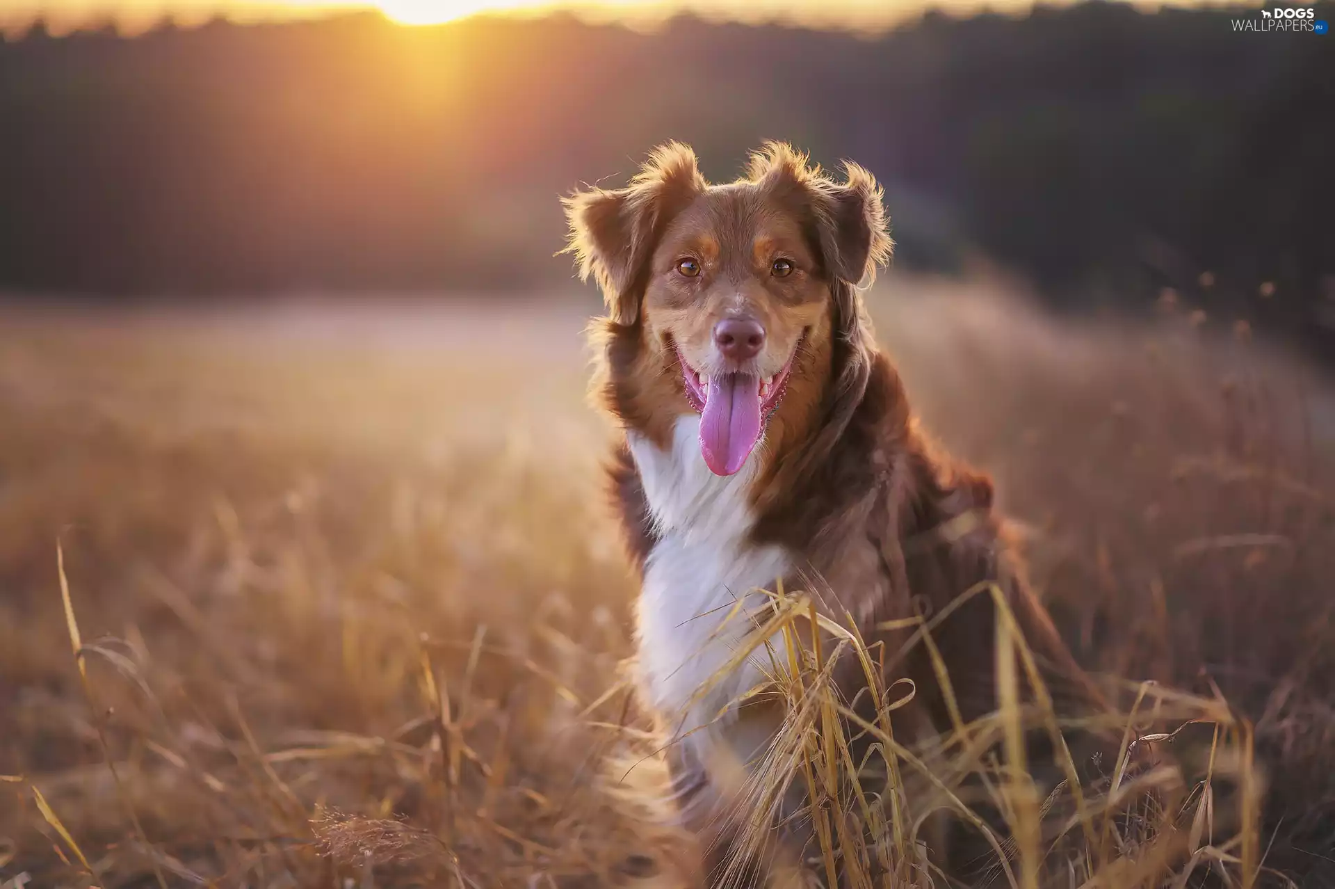 Tounge, dog, Australian Shepherd