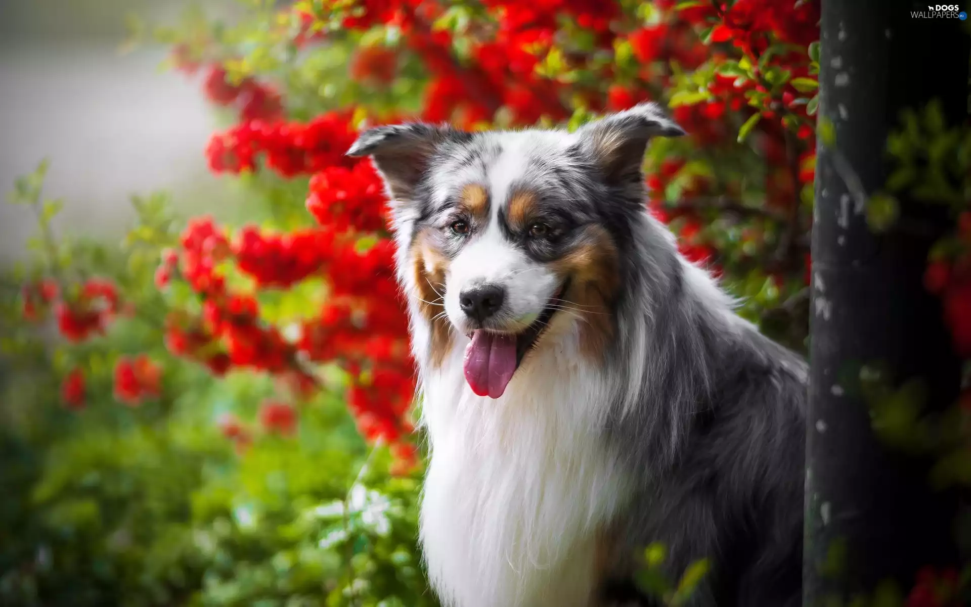 Australian Shepherd, Tounge, Flowers, muzzle