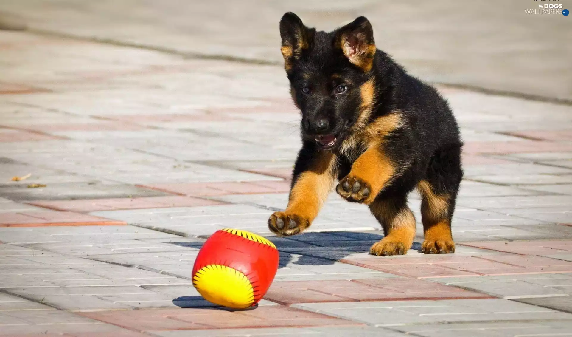 toy, Puppy, German Shepherd