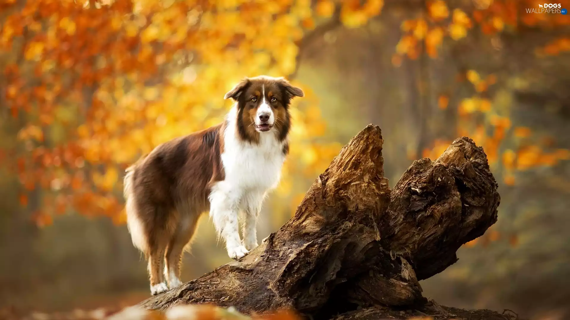trees, dog, Australian Shepherd