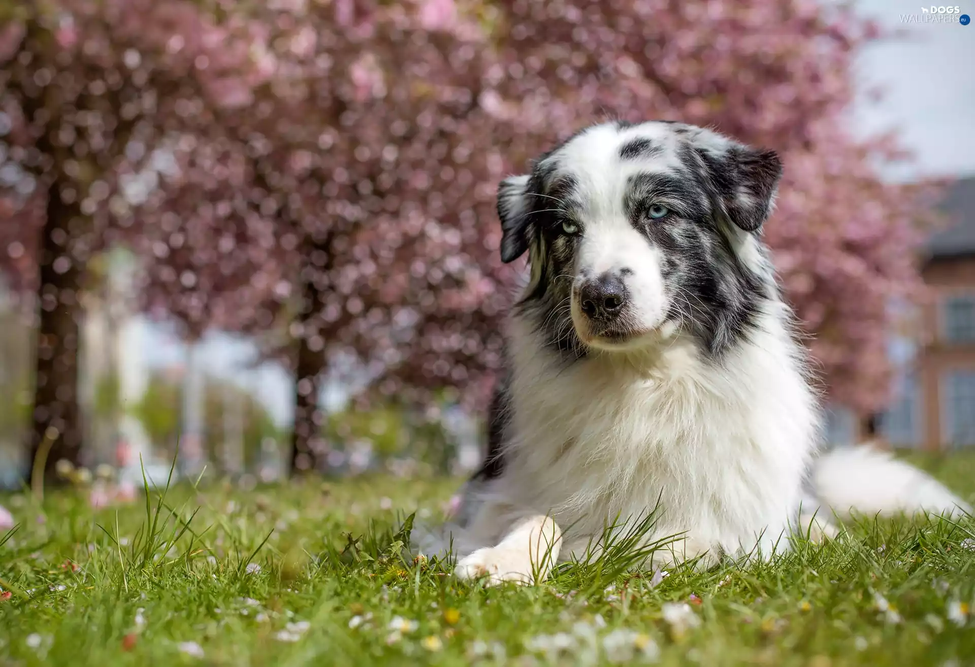 Australian Shepherd, trees, viewes, grass