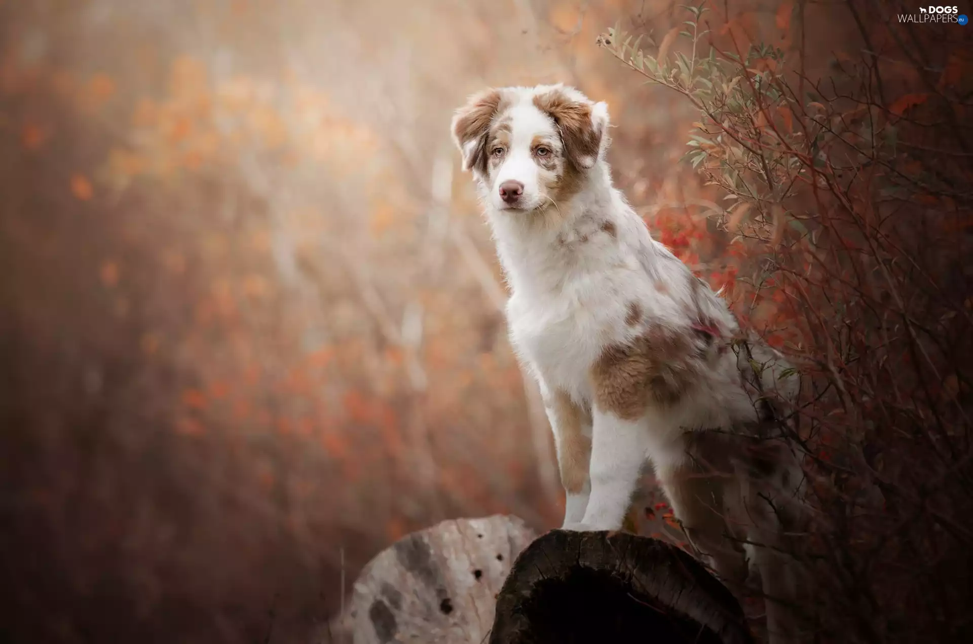 Twigs, dog, Australian Shepherd