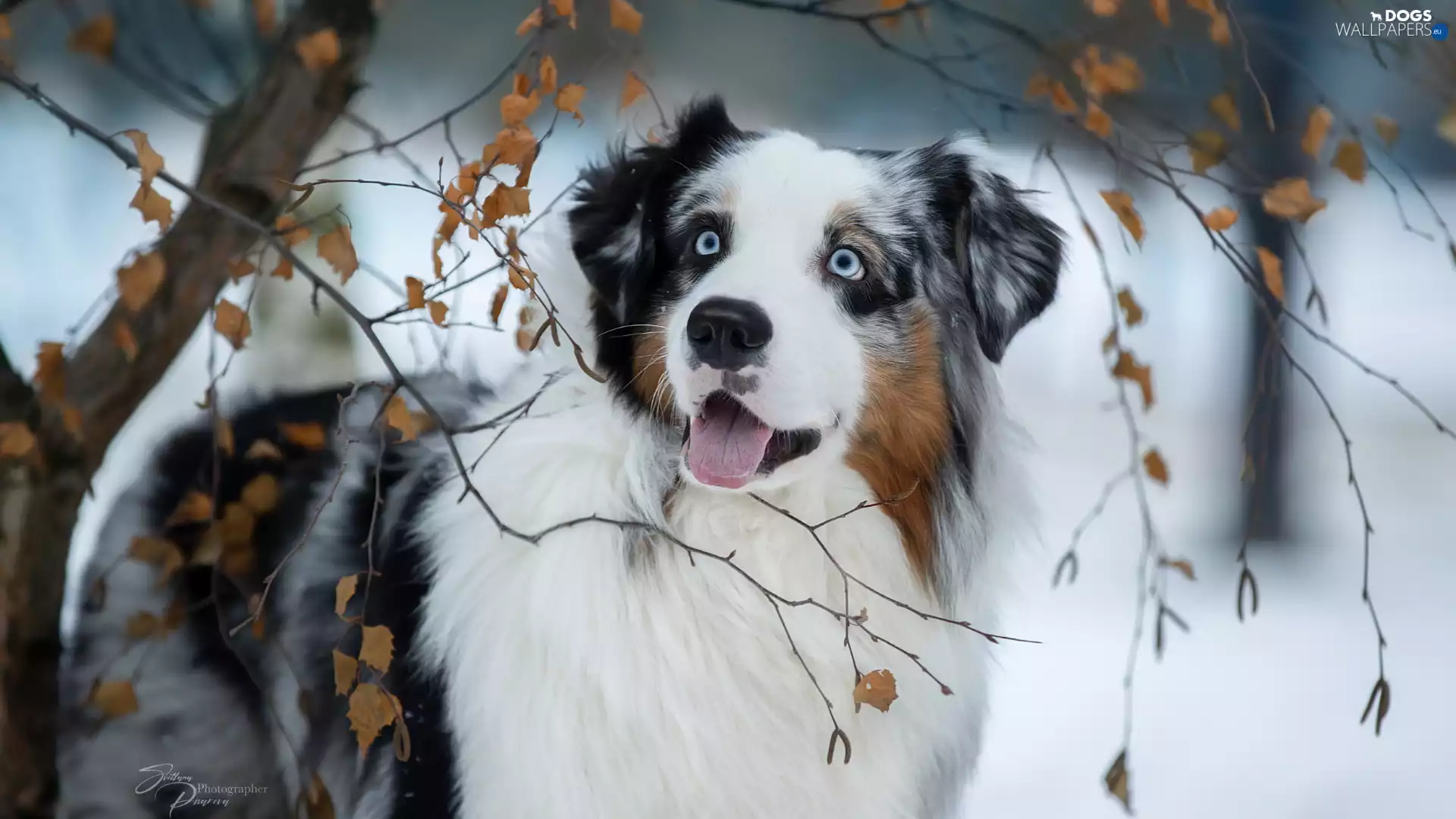 Twigs, dog, Australian Shepherd