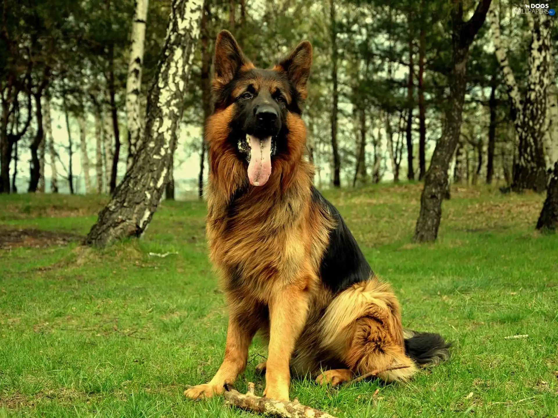 German Shepherd, viewes, grass, trees