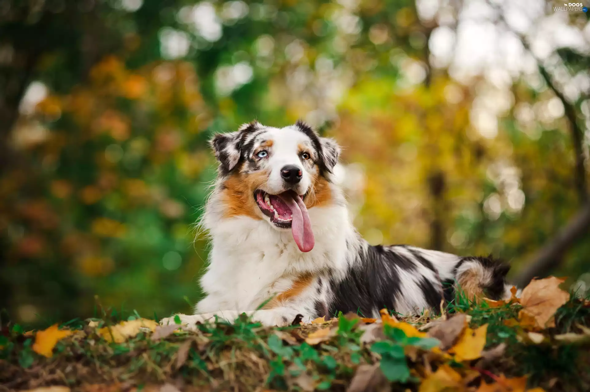 Australian Shepherd, viewes, Leaf, trees