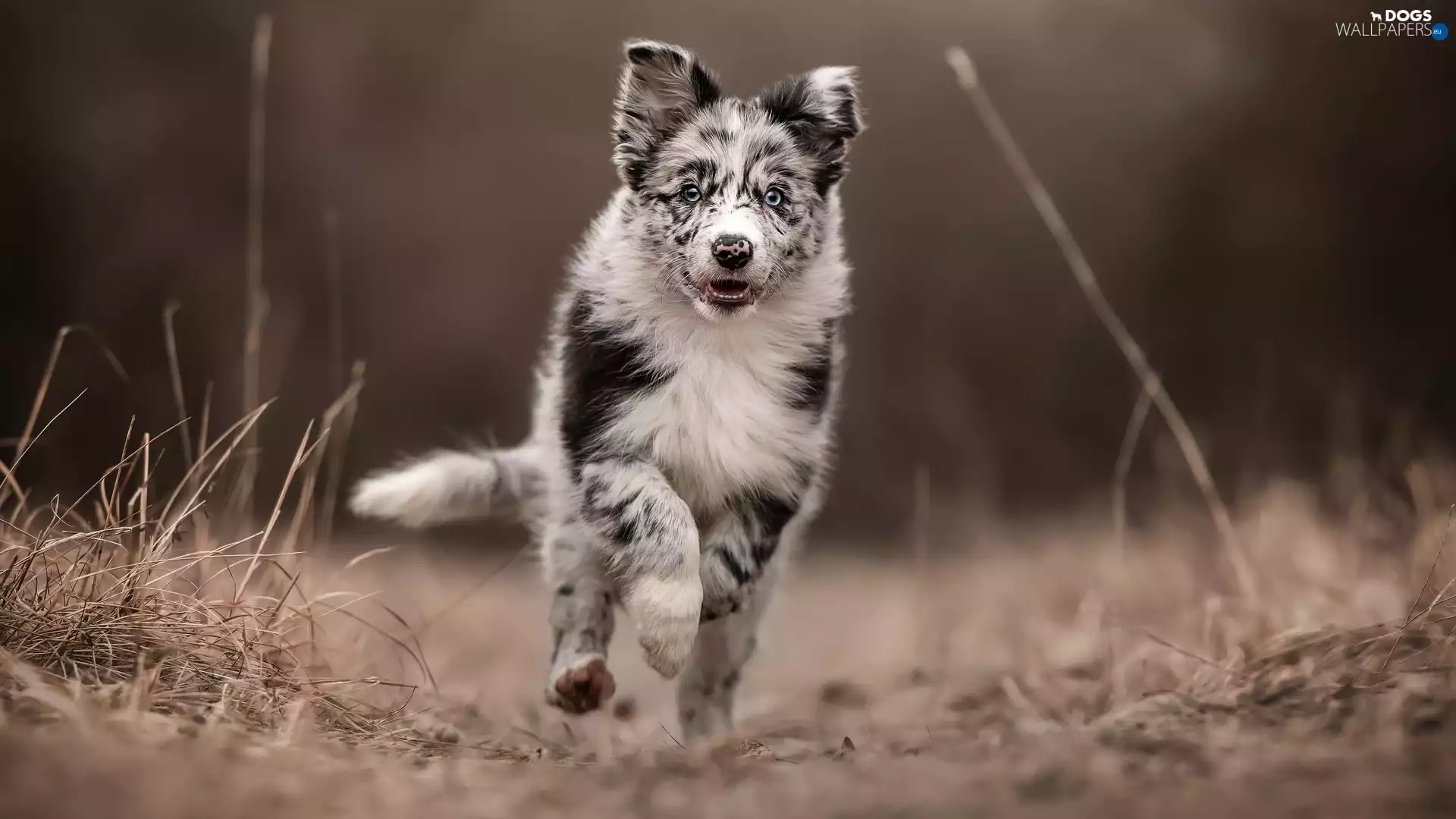 Way, dog, Australian Shepherd