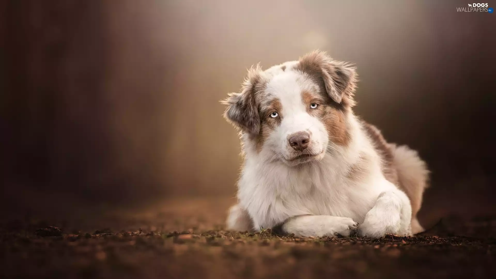 White-brown, Australian Shepherd
