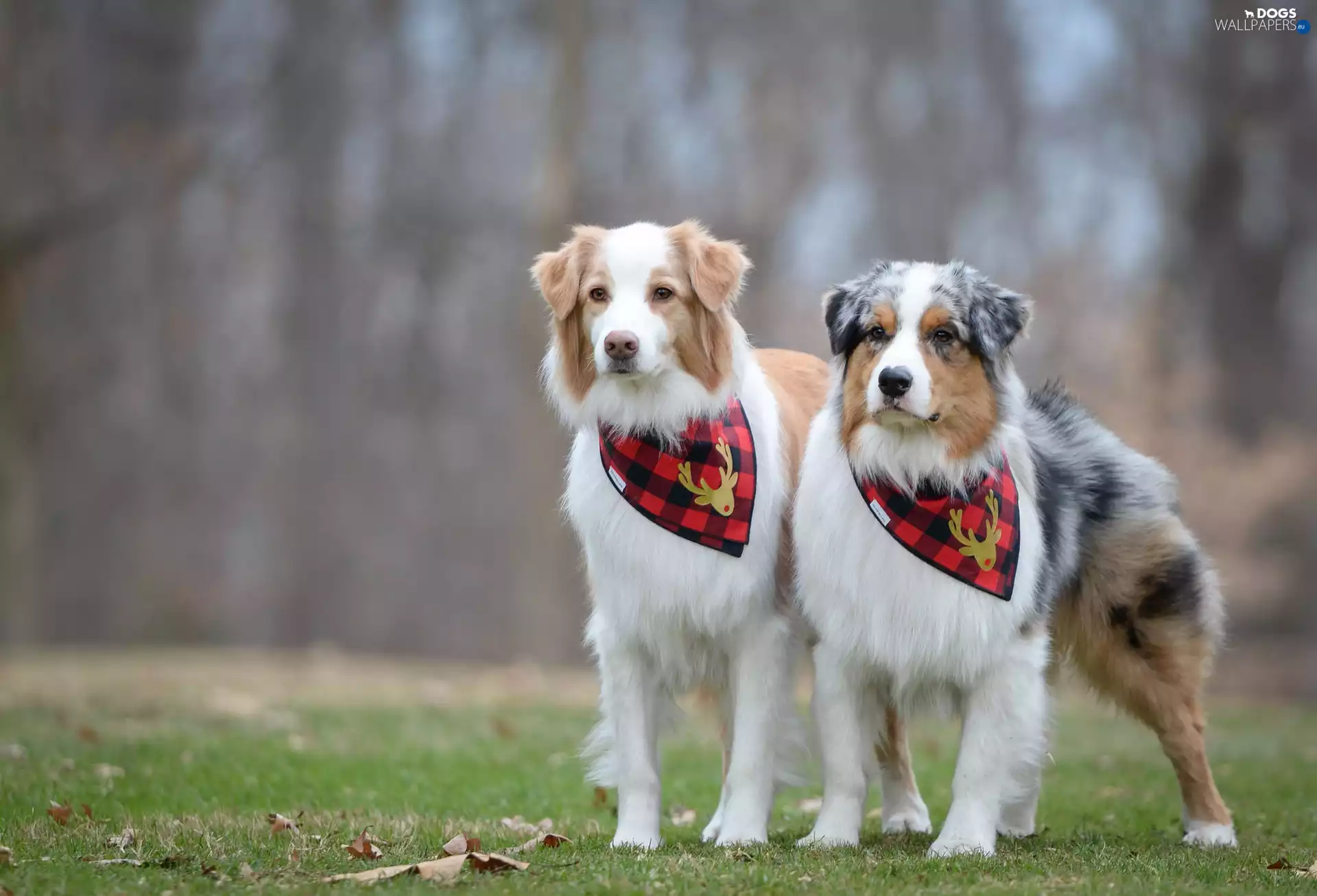 grass, Leaf, Australian Shepherds, Meadow, Two cars