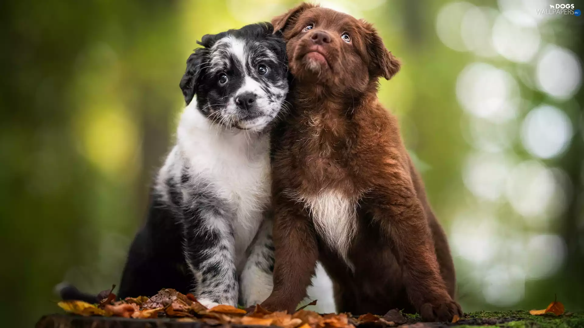 Dogs, puppies, Australian Shepherds, Two cars