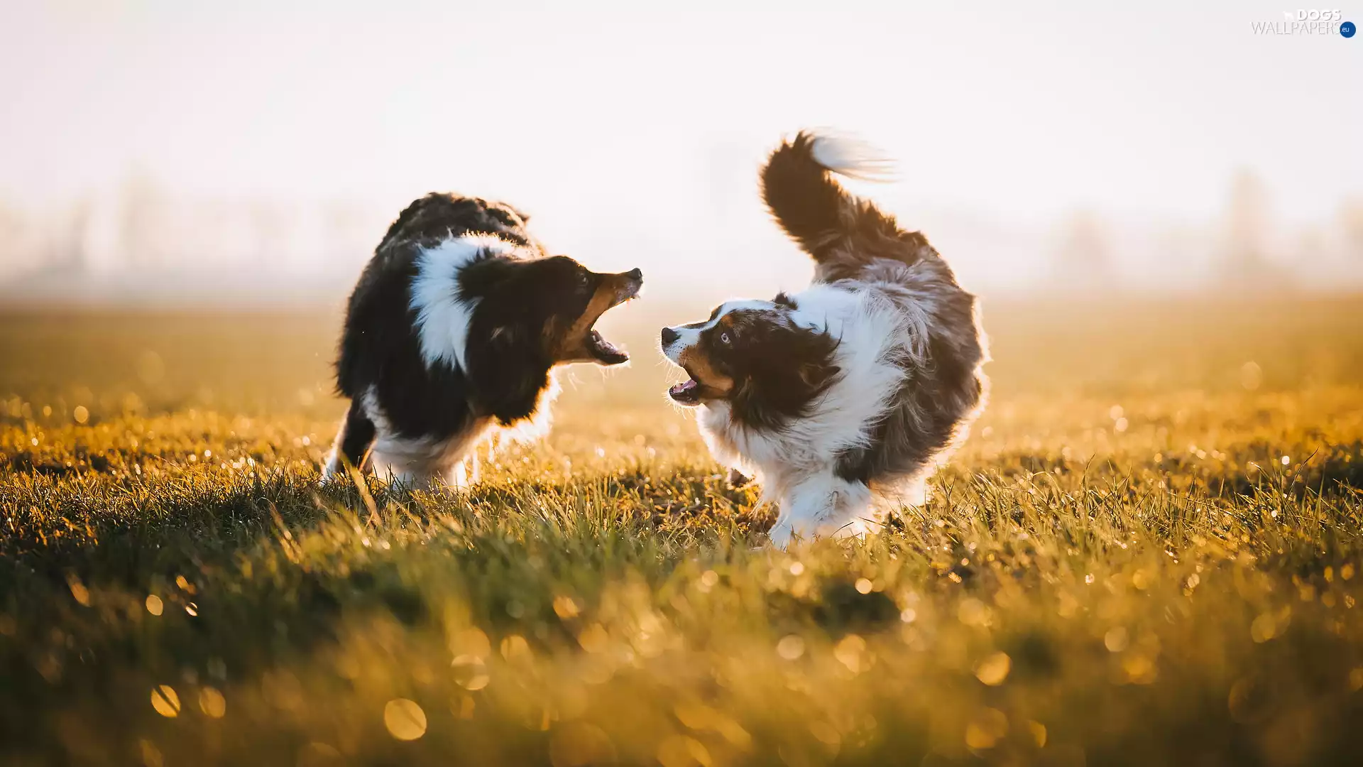 Two cars, Australian Shepherds, play, Dogs