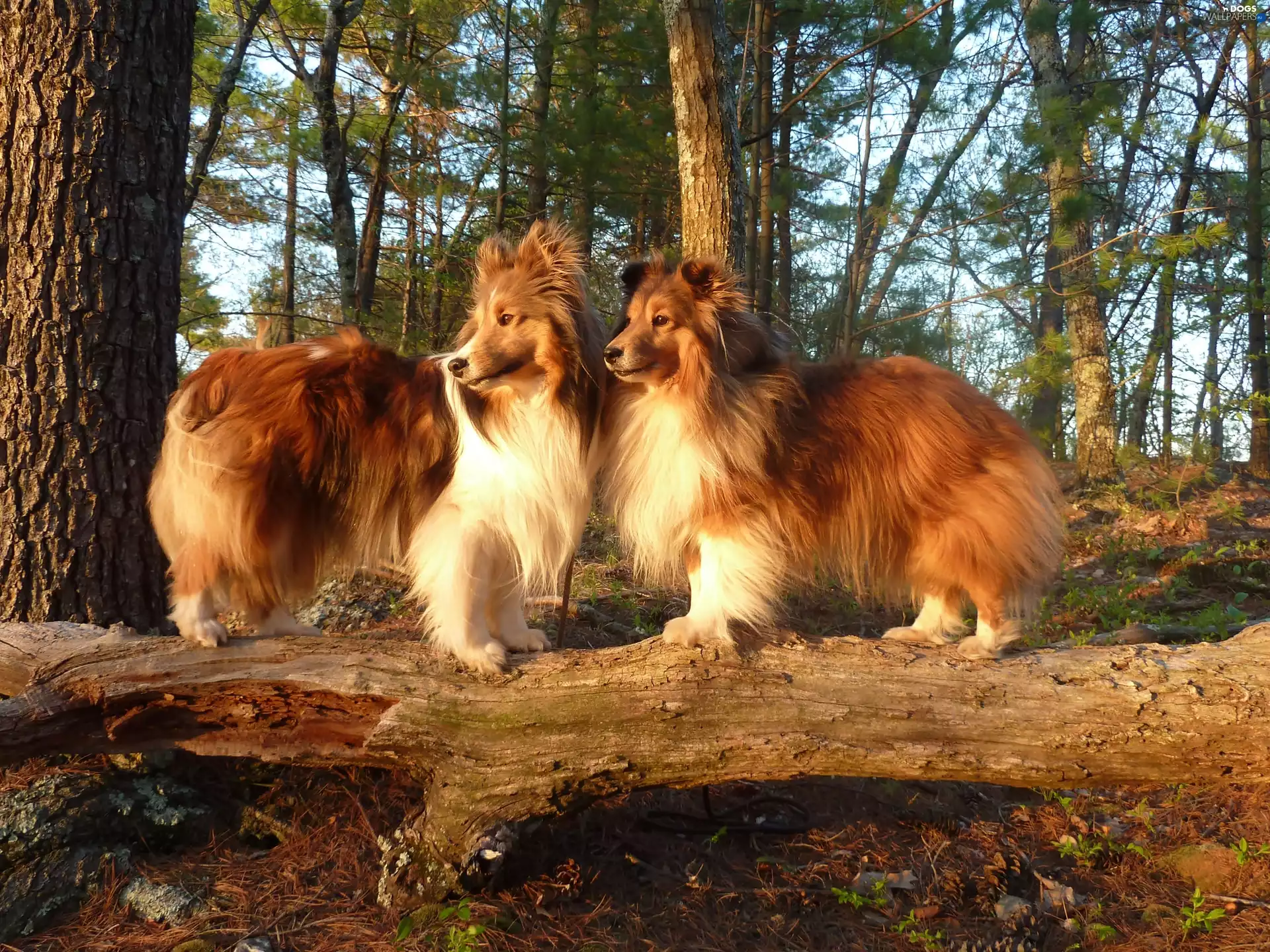 forest, Two cars, Shepherds