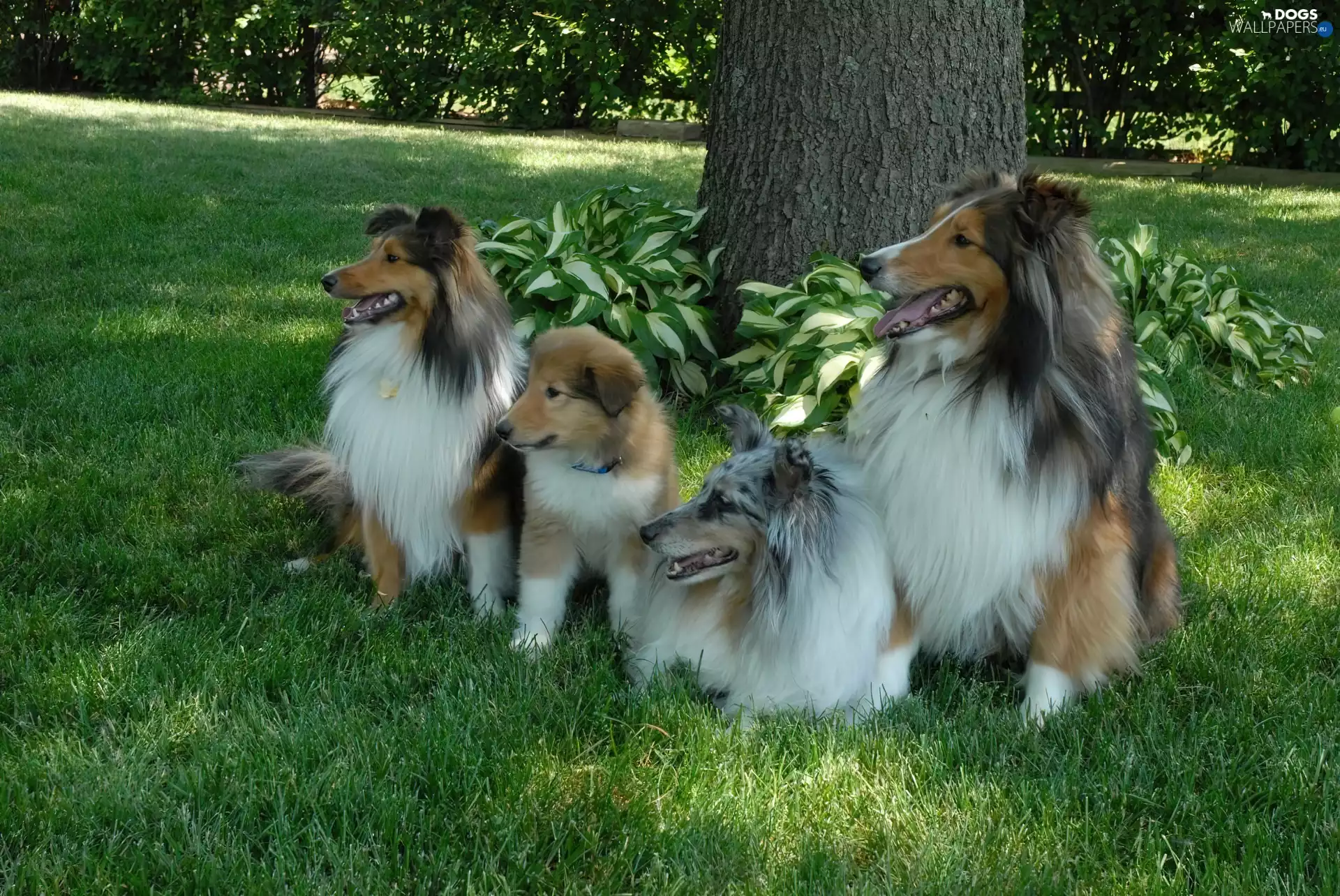 four, Scottish, grass, Shepherds