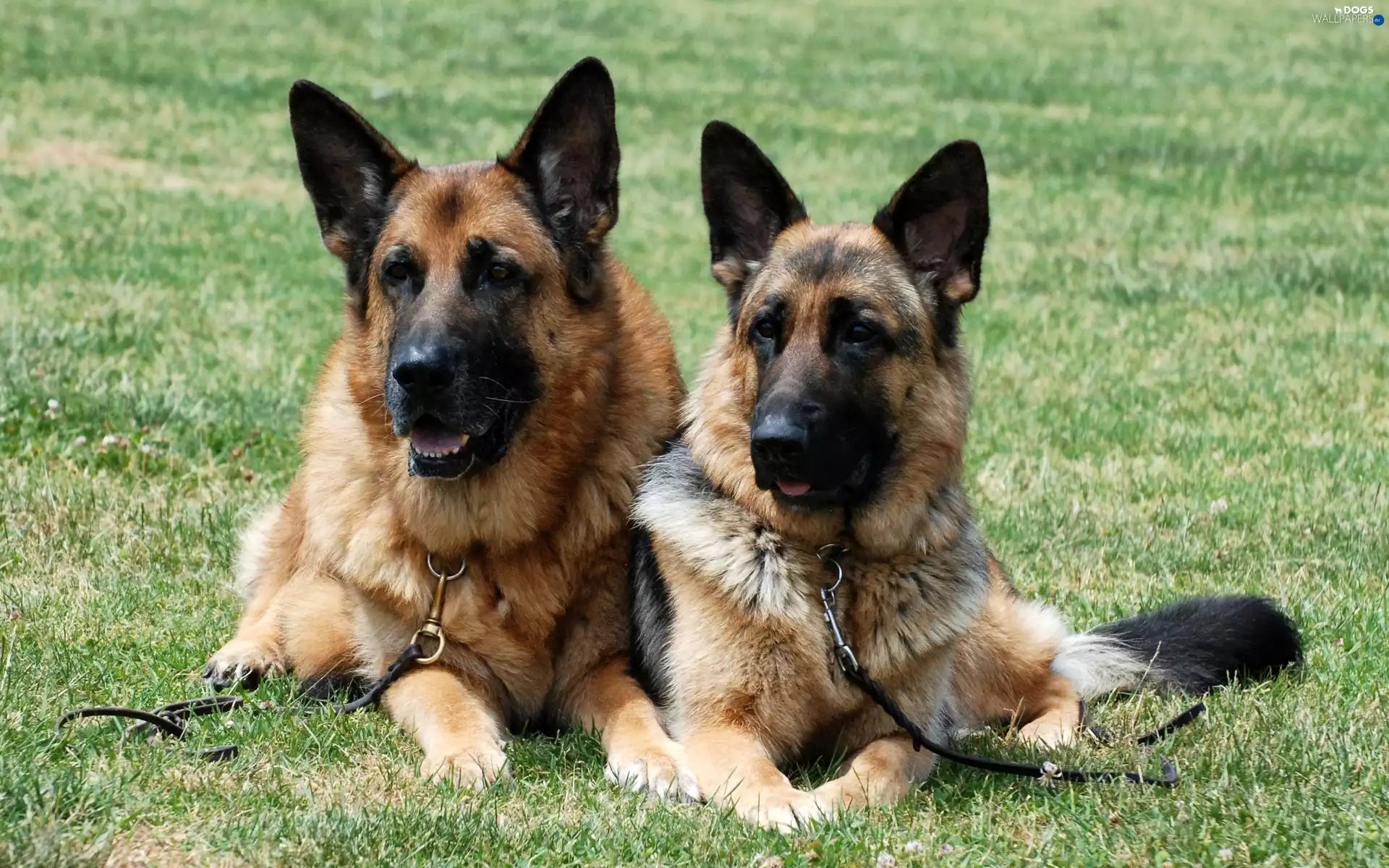 German, Two cars, Shepherds