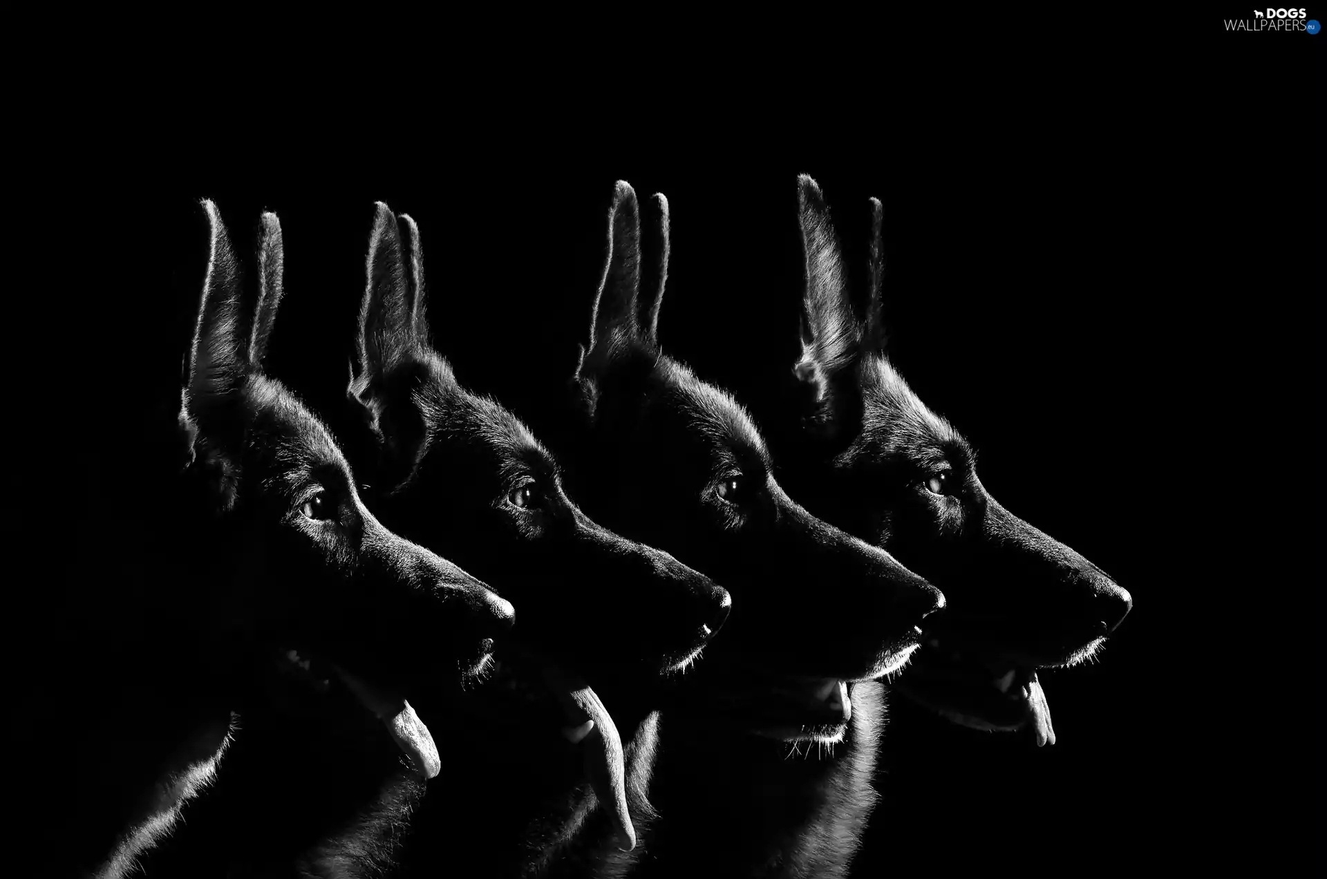 Night, four, German Shepherds