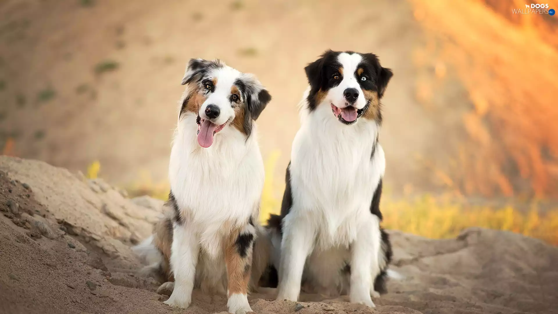 Sand, Dogs, Australian Shepherds