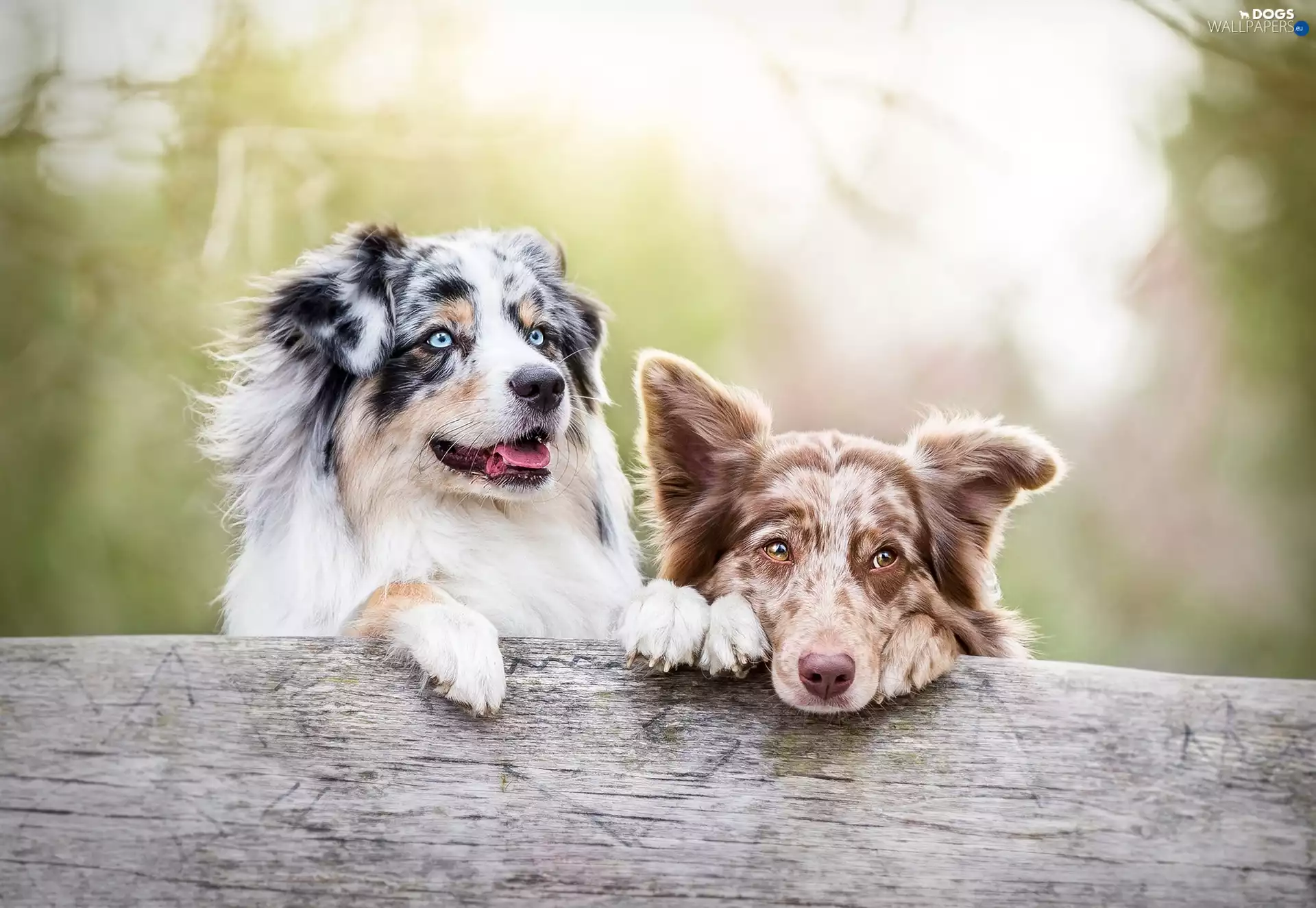Two cars, Australian Shepherds