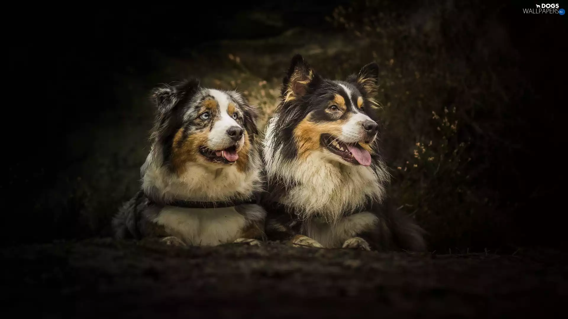 Two cars, Australian Shepherds