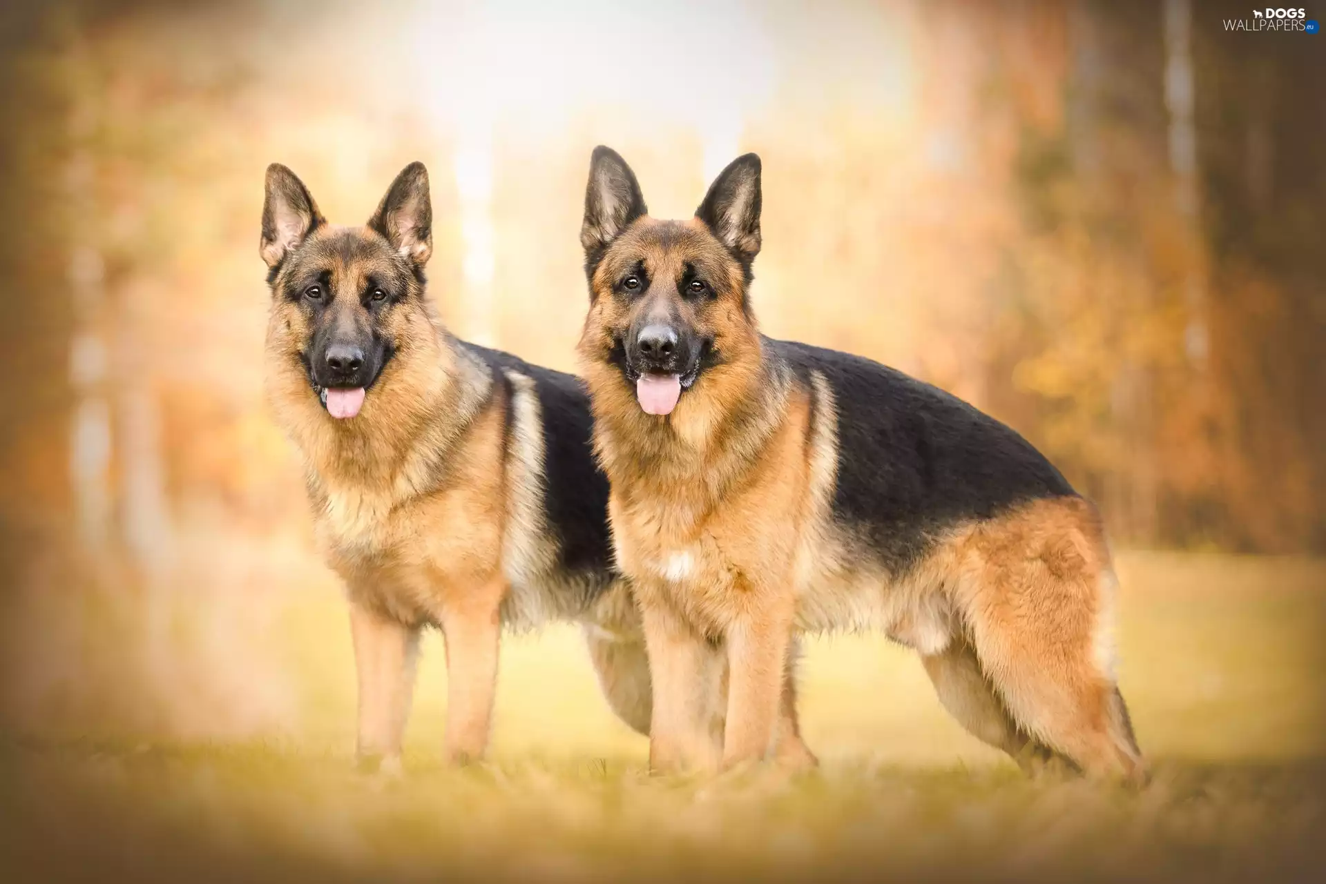 Two cars, German Shepherds
