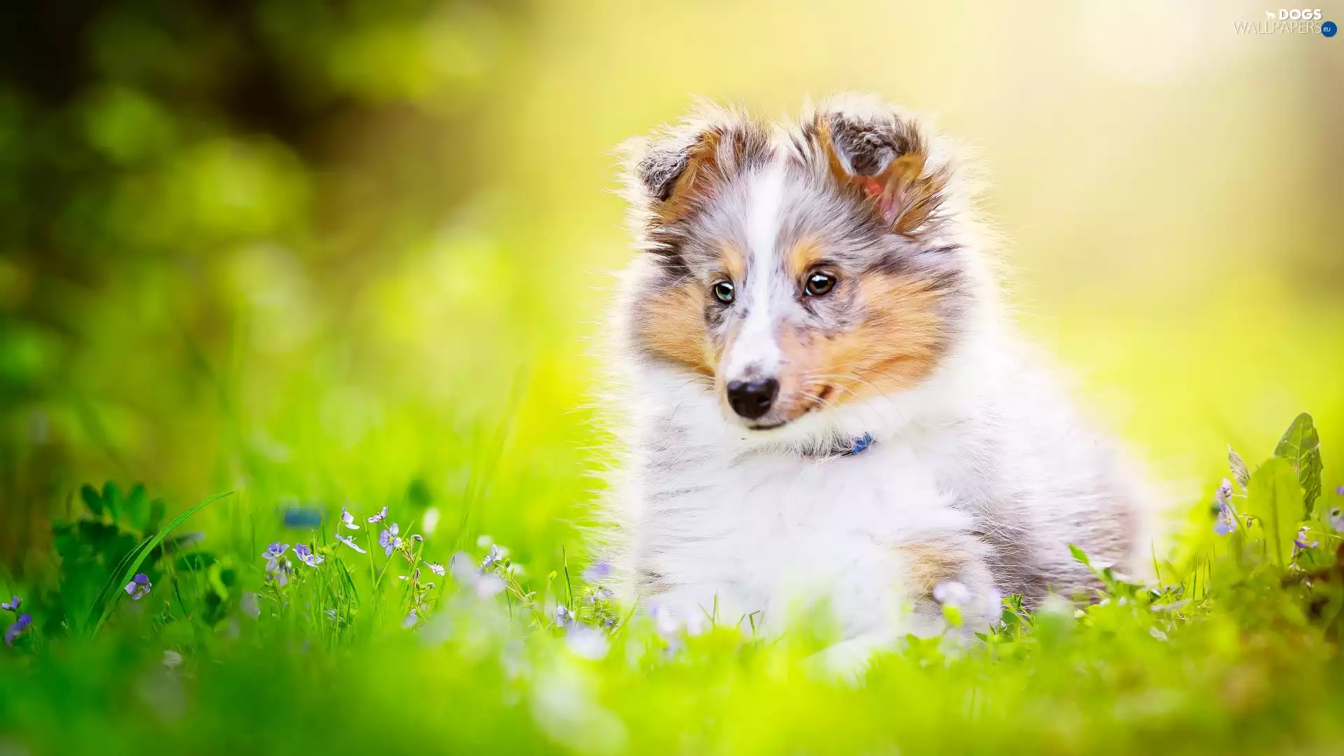 Flowers, grass, Puppy, shetland Sheepdog, dog