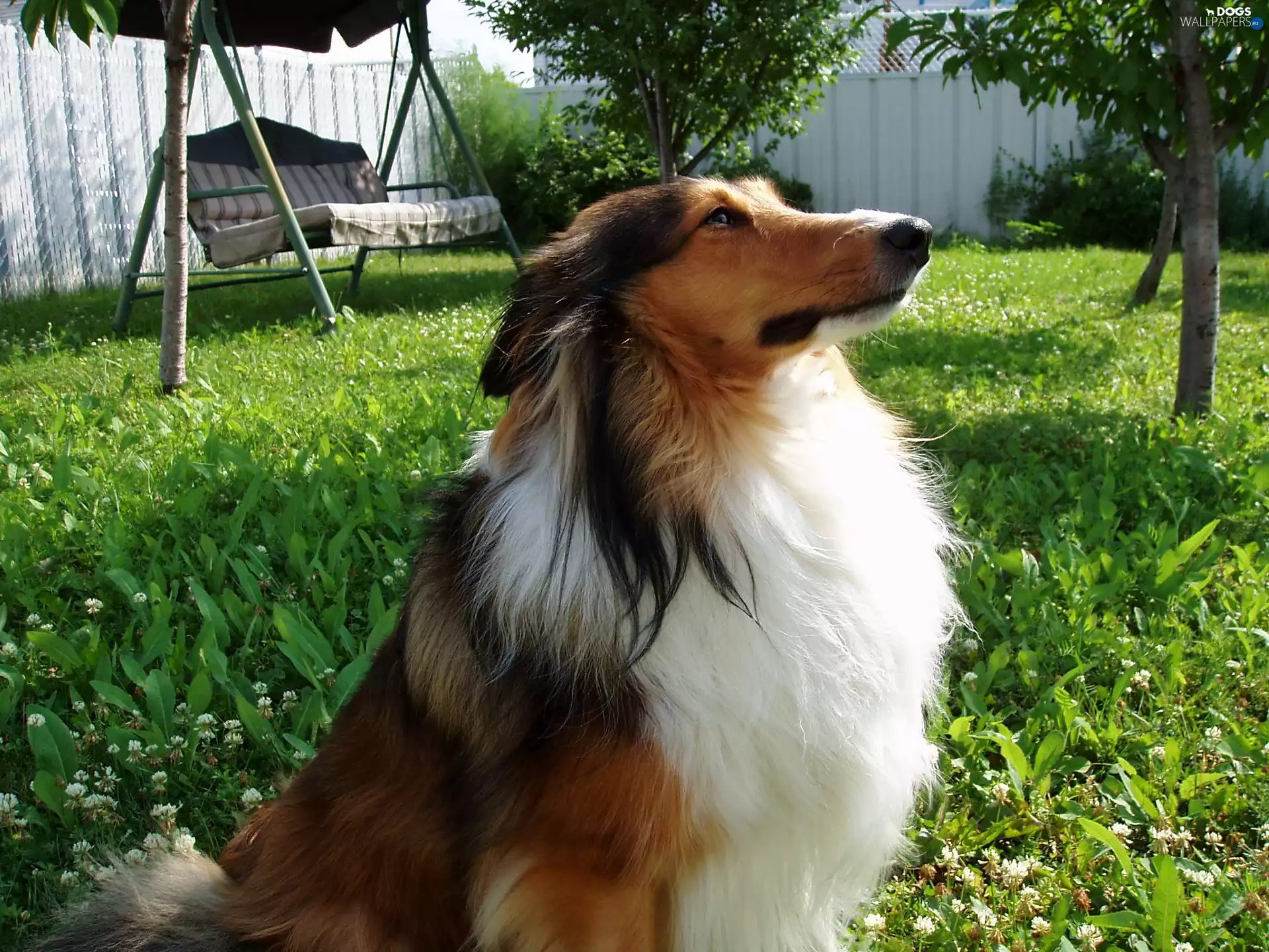 shetland Sheepdog, Garden
