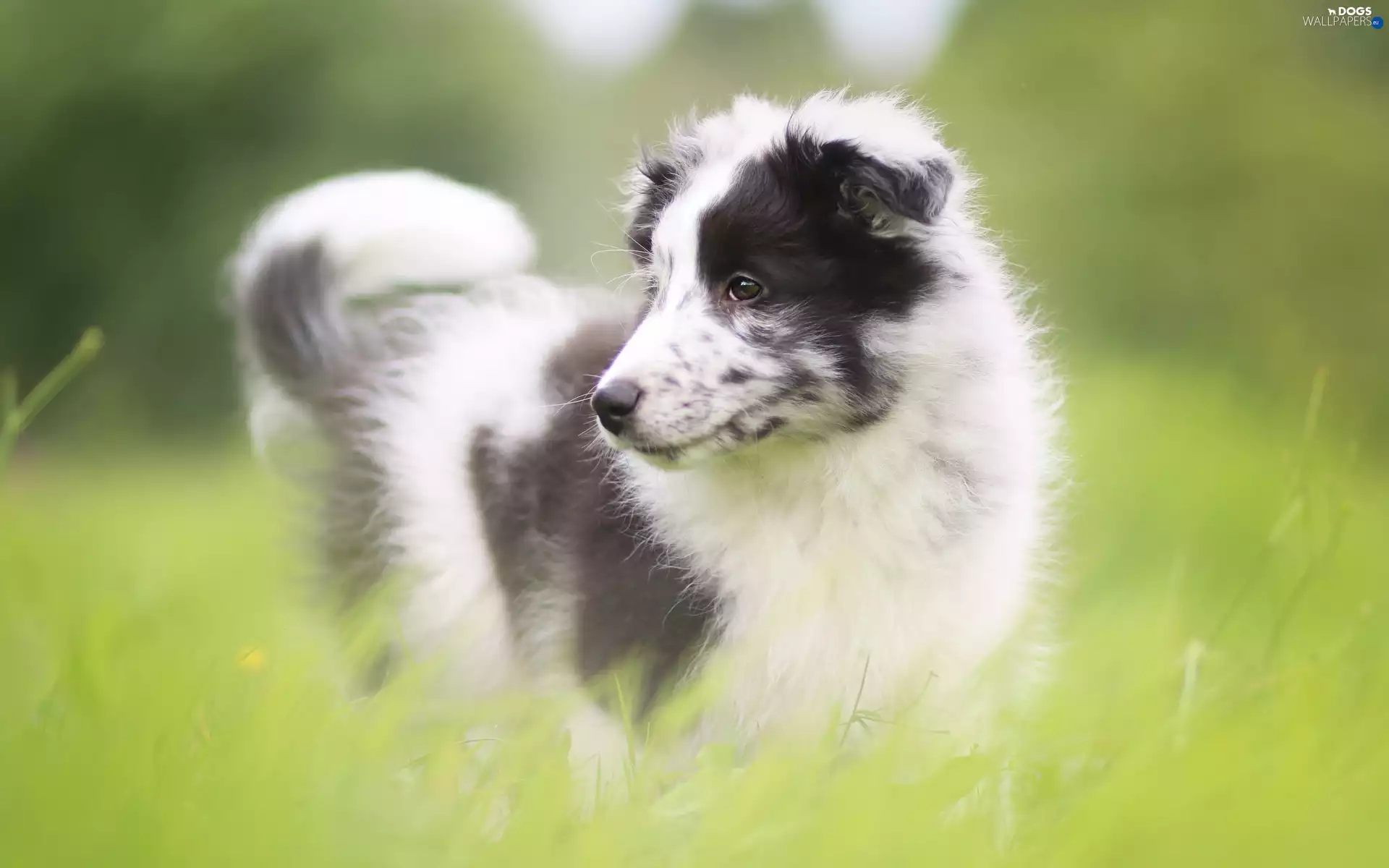 shetland Sheepdog, grass