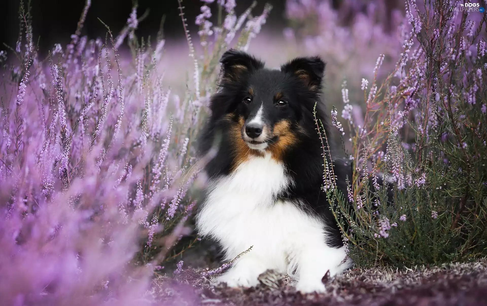 shetland Sheepdog, heather