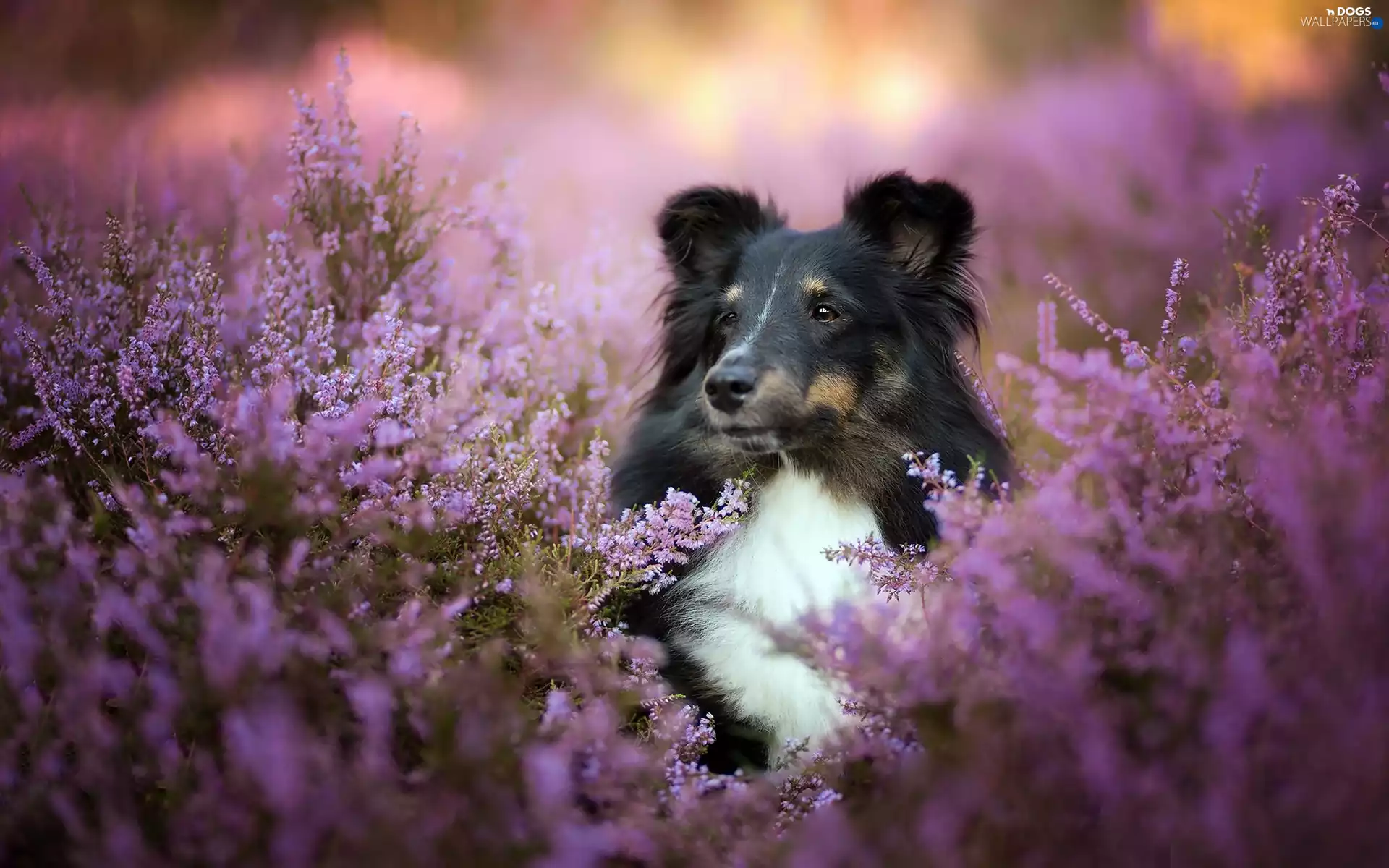 shetland Sheepdog, heathers
