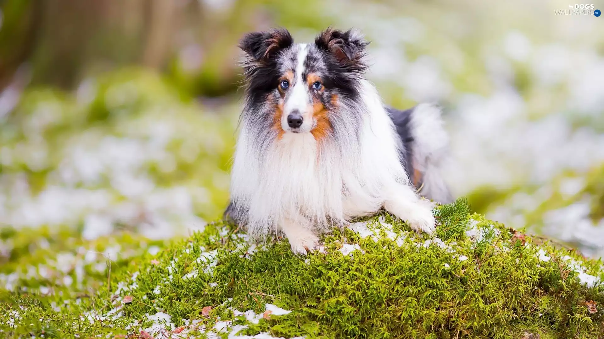 shetland Sheepdog, Moss