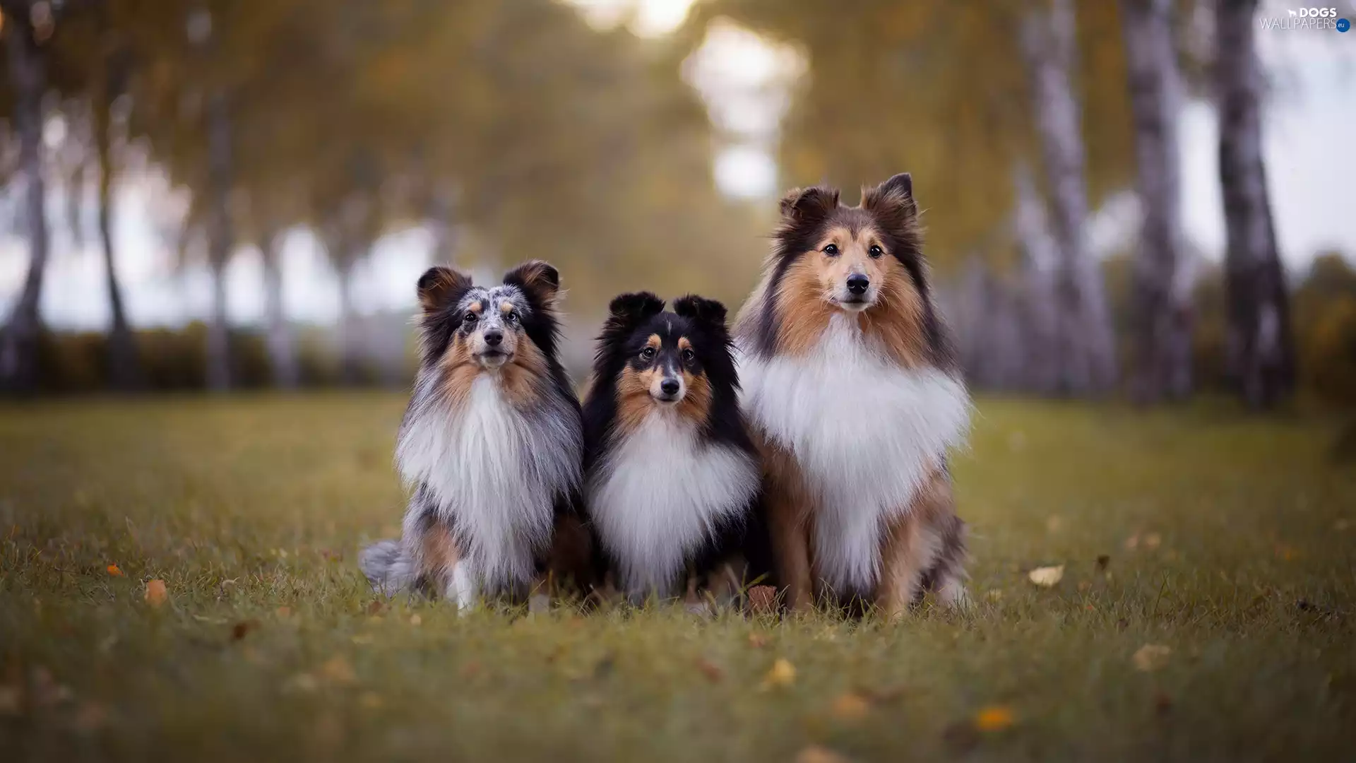Shetland Sheepdogs, Park