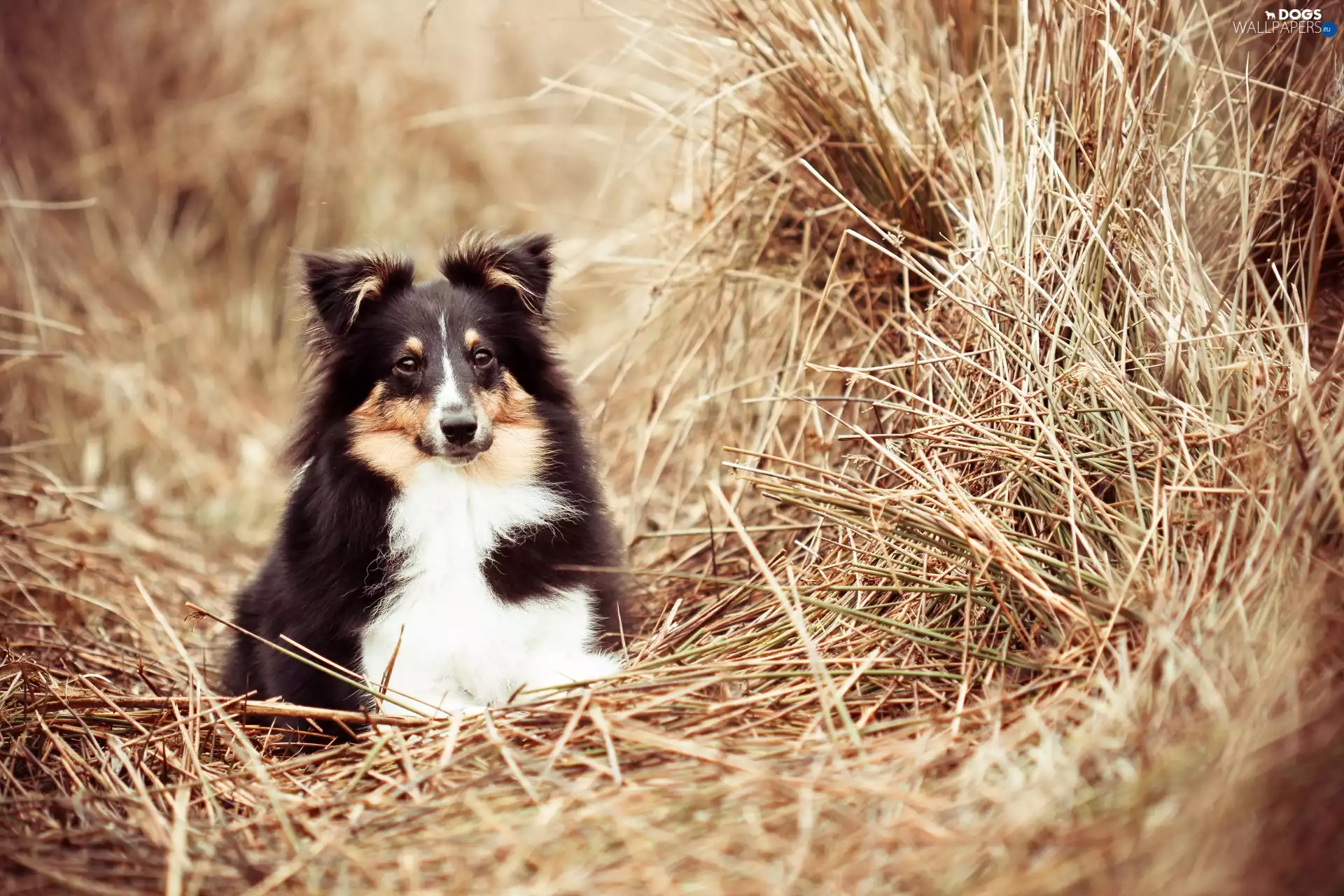 shetland Sheepdog