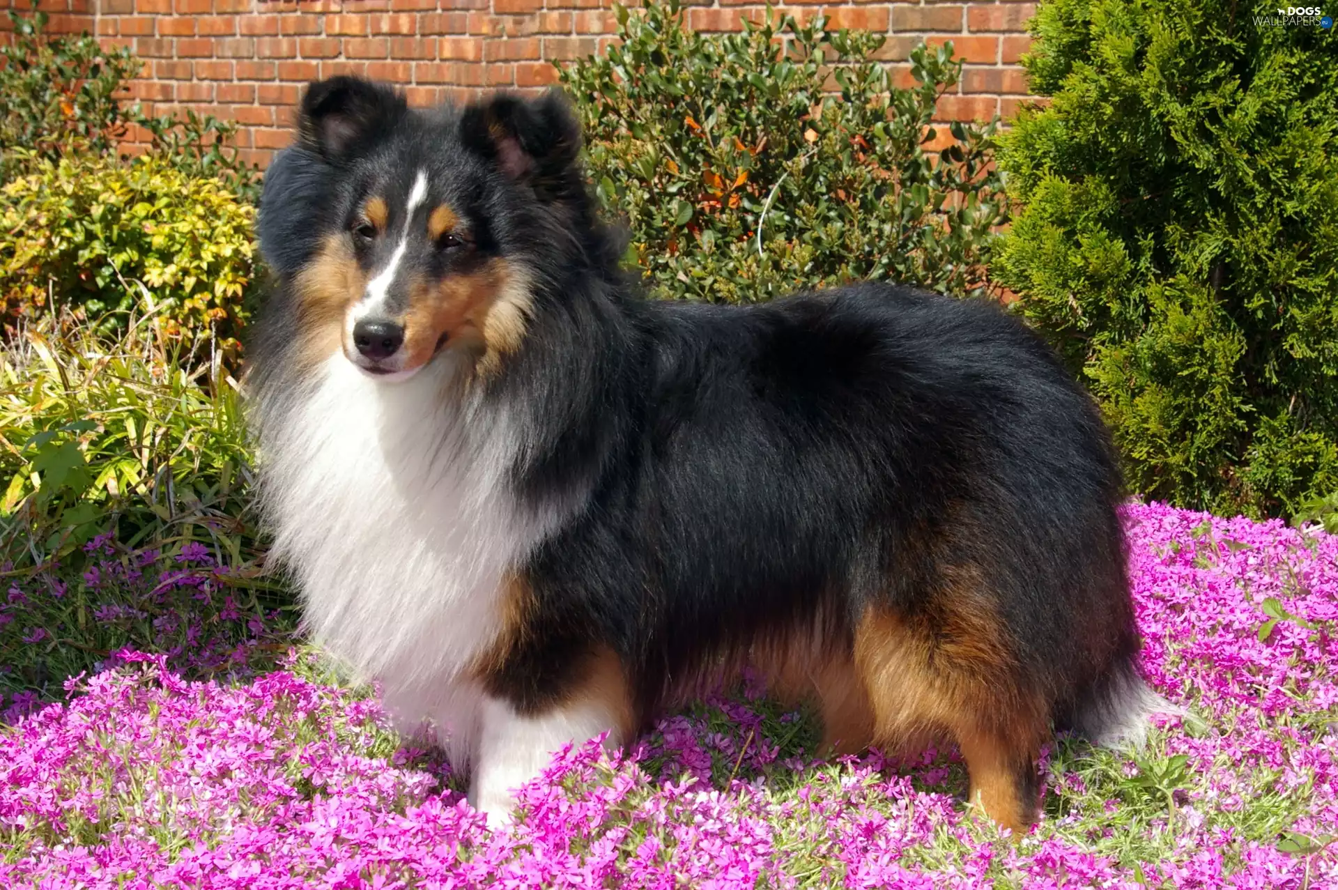 shetland Sheepdog