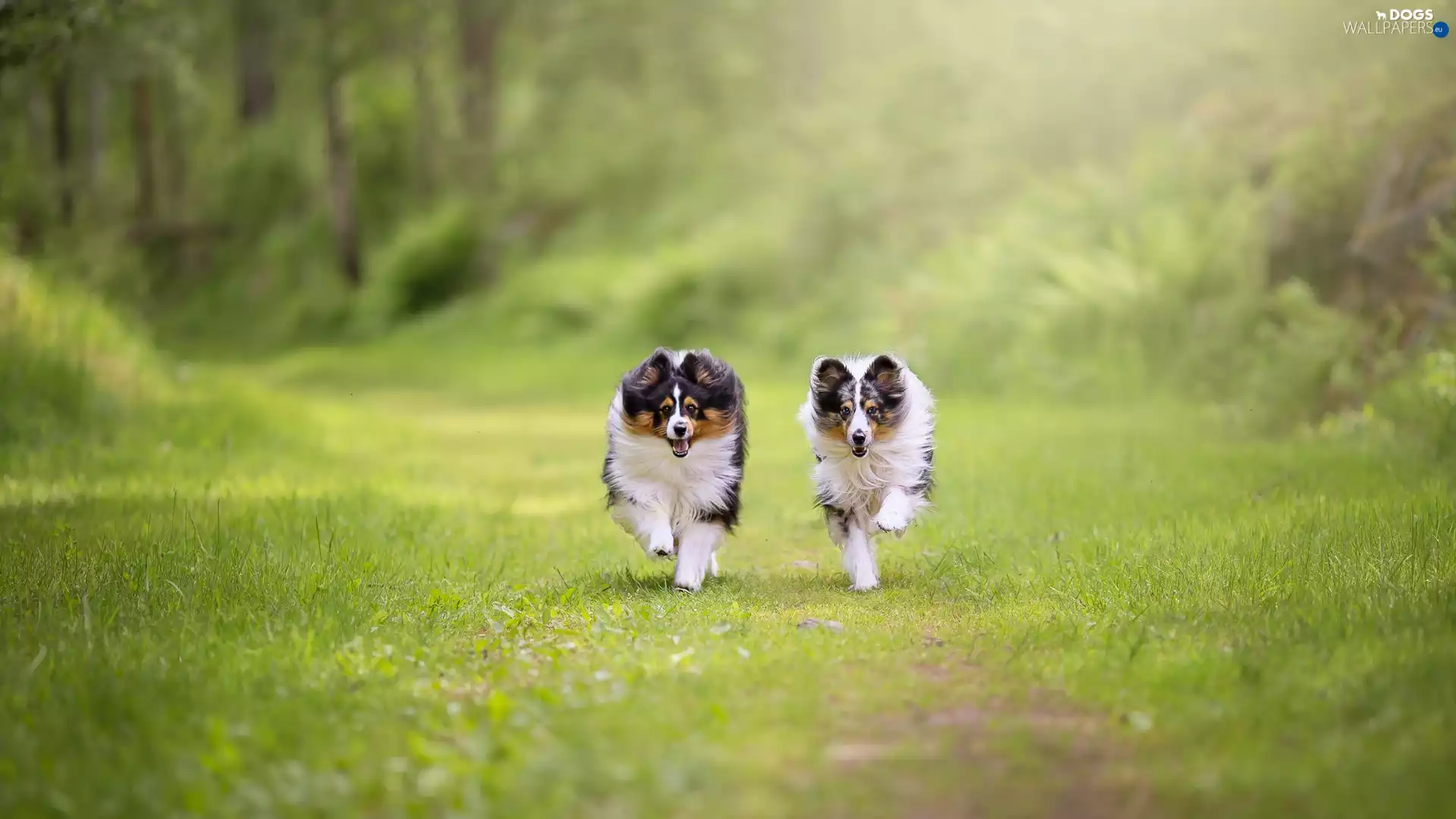 Dogs, Shetland Sheepdogs, grass, stretching
