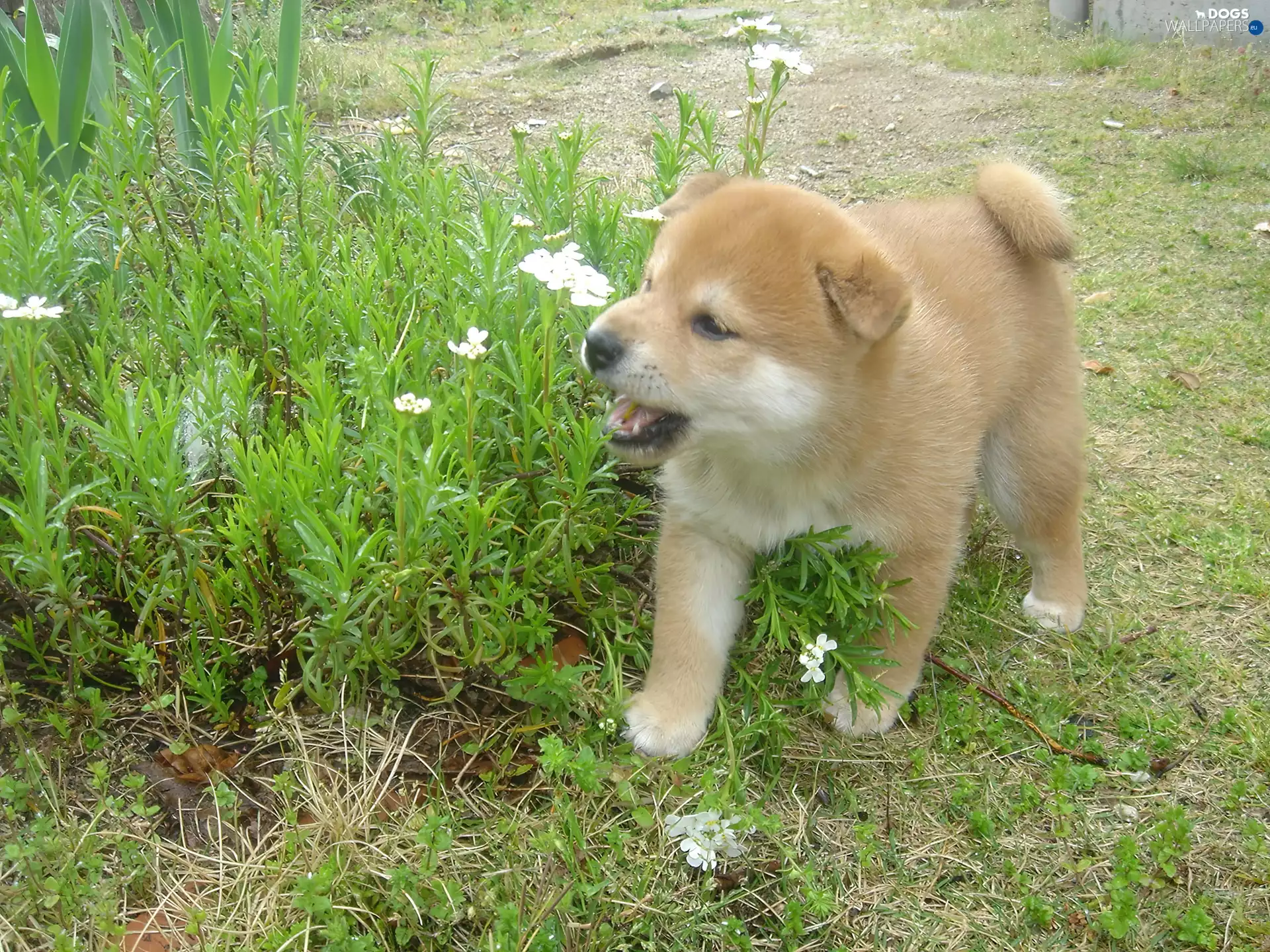 Shiba inu, Flowers