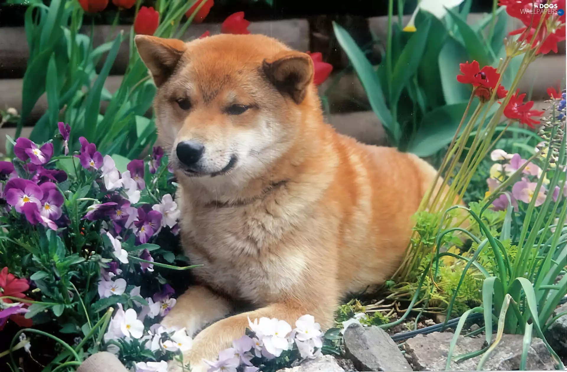 Shiba inu, Flowers